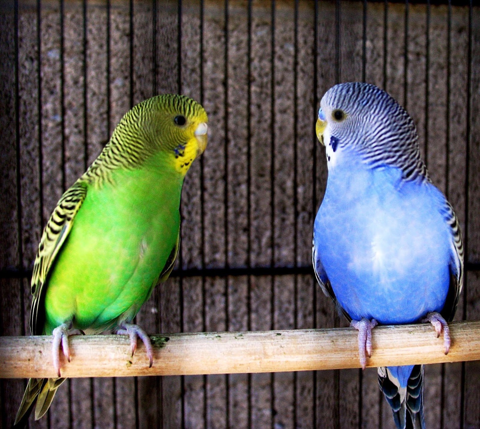 Волнистые попугаи фото окрасов