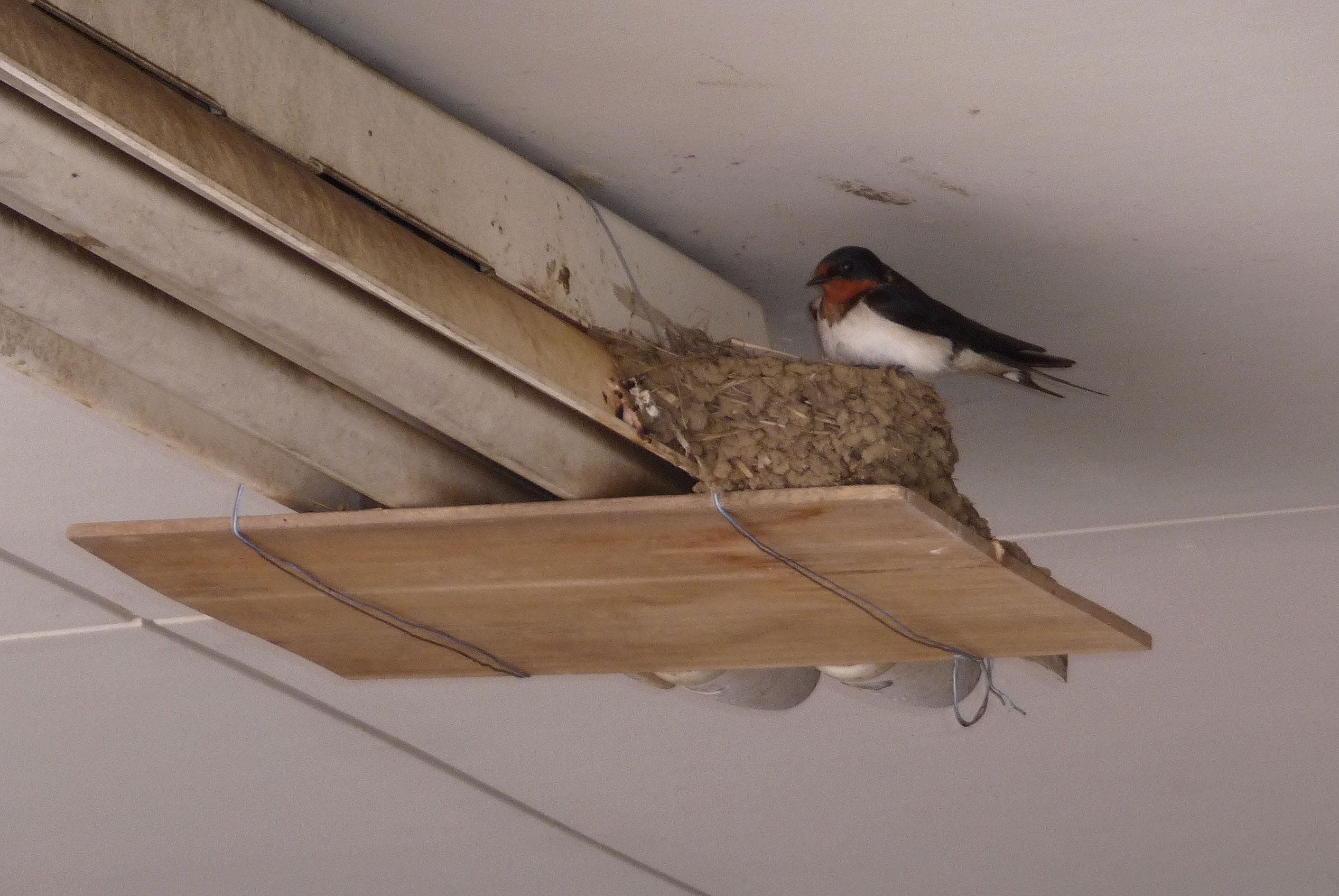 Гнезда птиц под крышей дома. Гнездо стрижа и трясогузки. Домик для ласточек. Гнездо ласточки. Искусственное гнездо для ласточки.
