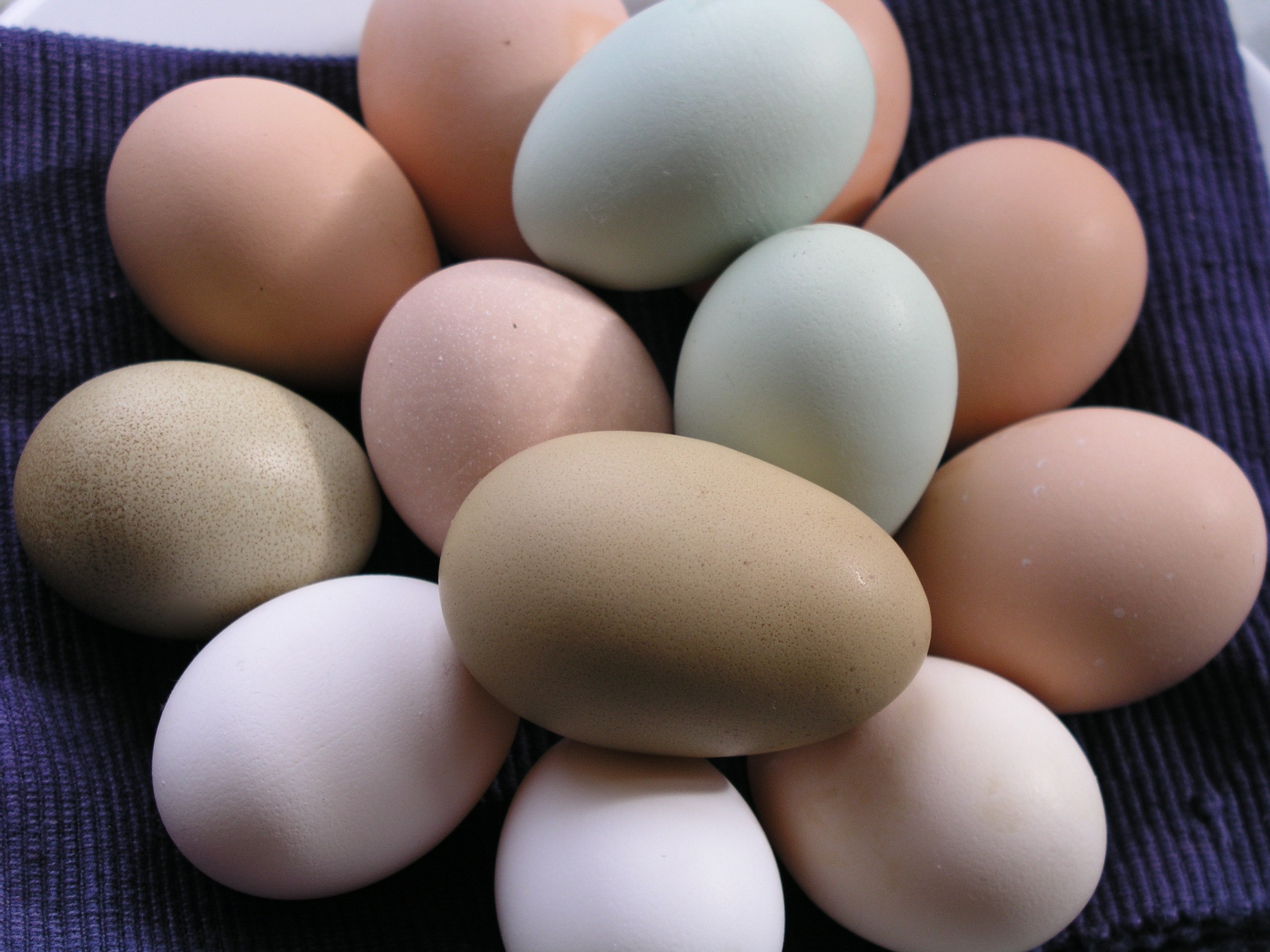 Кремовые яйца. Яйцо Легбар инкубационное. Ухейилюй куры яйца. Льюянг порода кур яйцо. Инкубационное яйцо Ухейилюй.