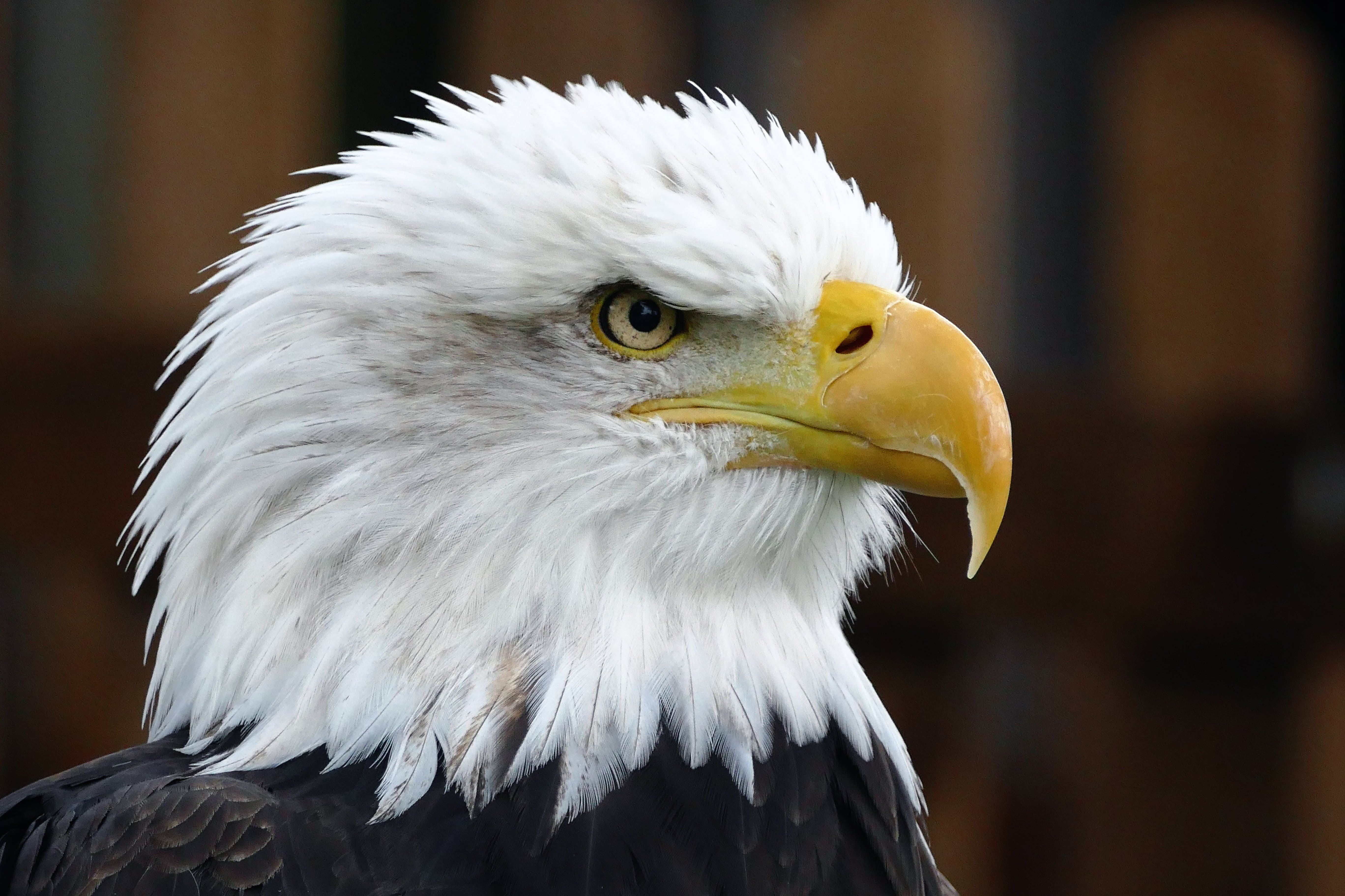 Eagle bird. "Белоголовый Орлан". Символ Америки белоголовый Орлан. Белоголовый Орел символ США. Белоголовый Орлан анфас.