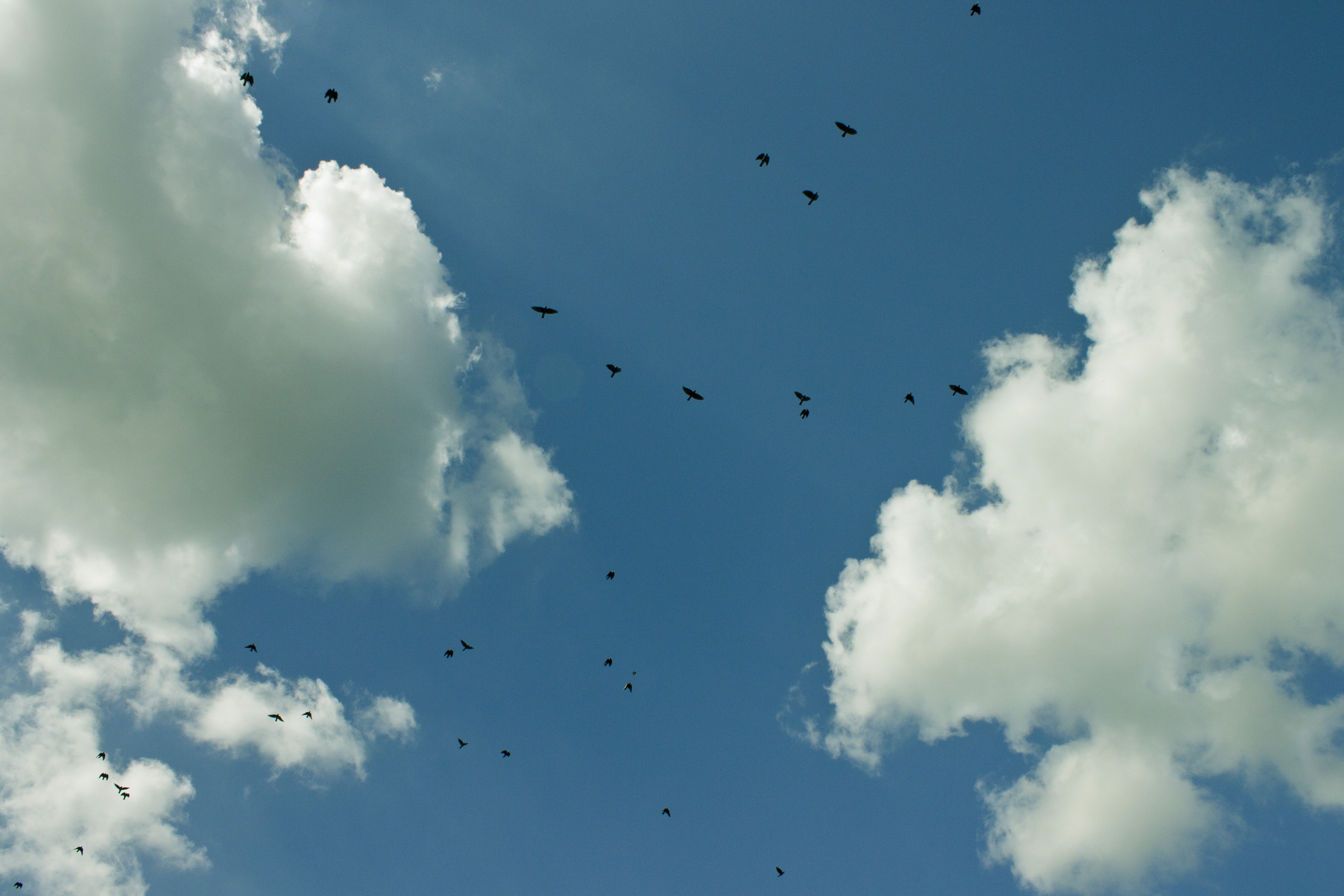 Глянь на небо птички летят колокольчики. Птицы в небе. Птицы в облаках. Стая птиц в небе. Небо птицы облака.