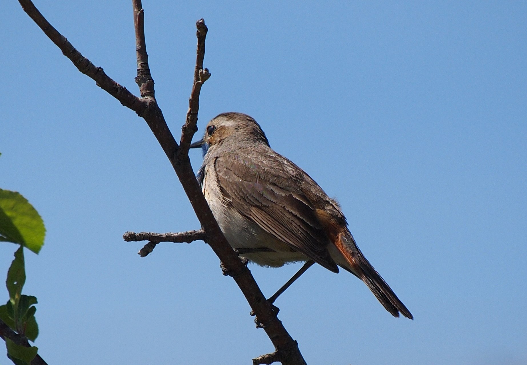 Птичка похожая на воробья с коричневой грудкой фото и название