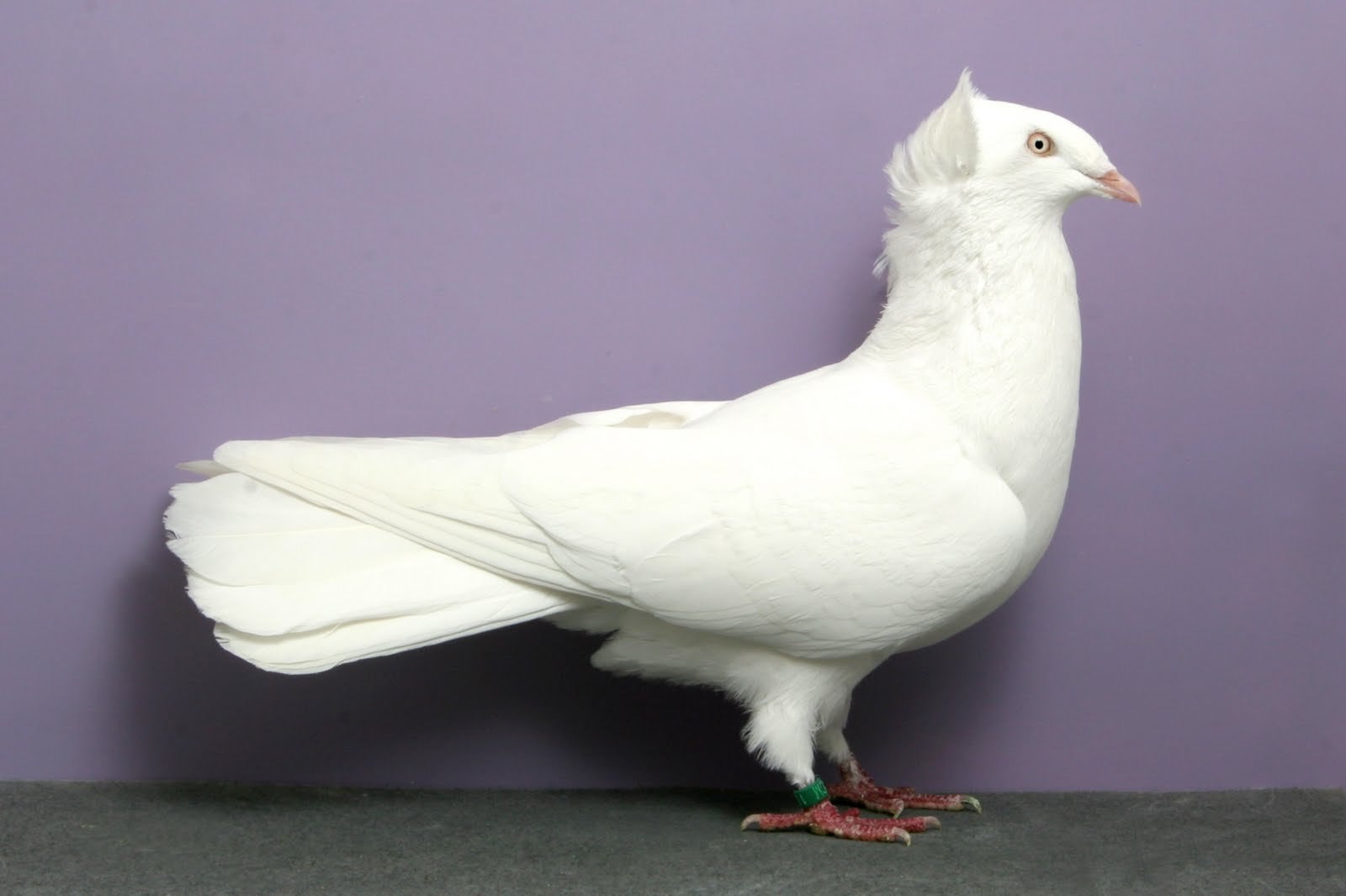 Фото разных пород голубей и их название