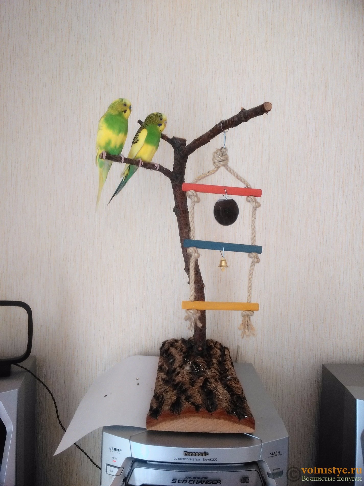 Стенд для попугая: как сделать игровую площадку для птицы своими руками