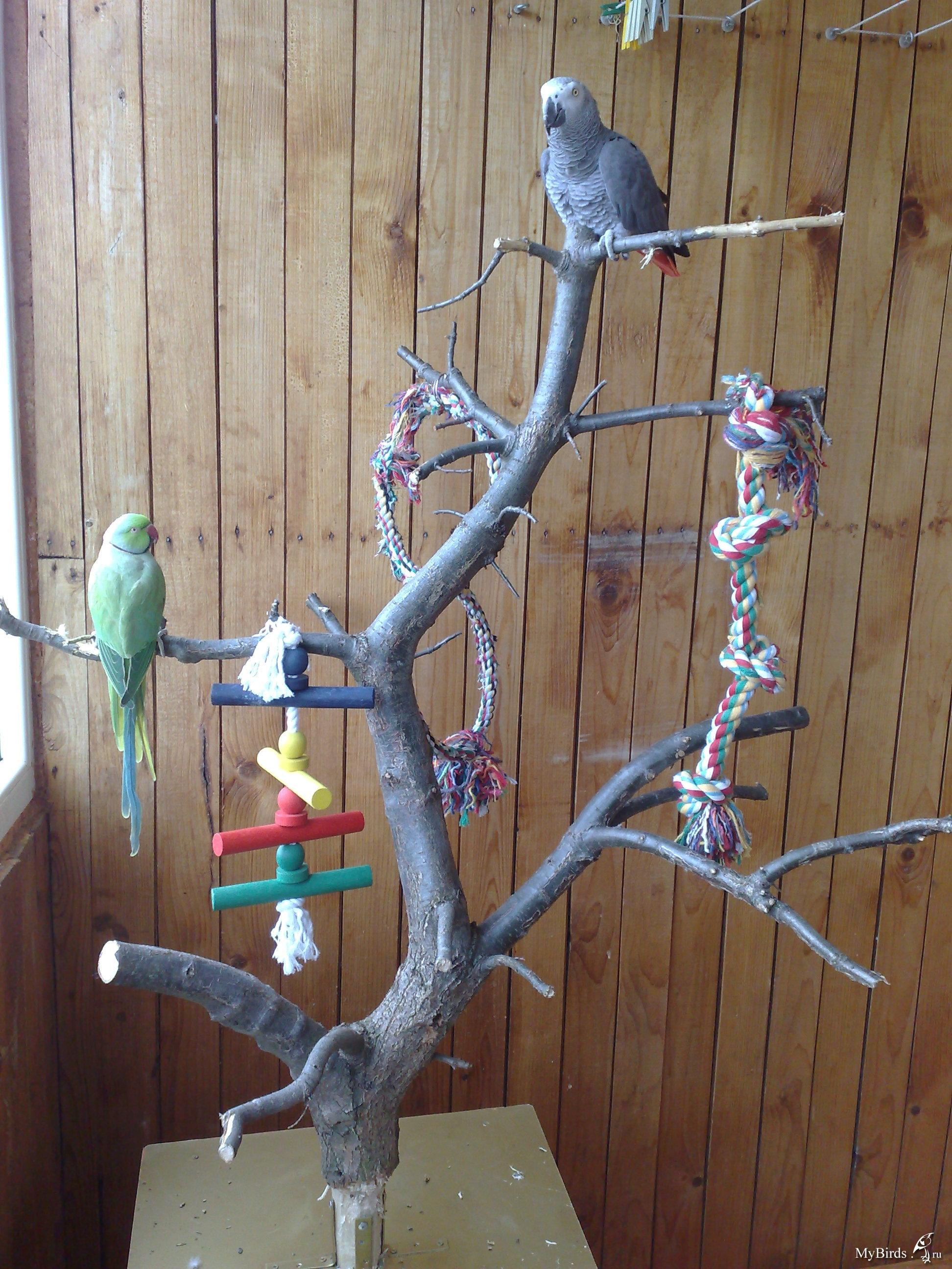 Как выбрать жердочку для волнистых попугаев