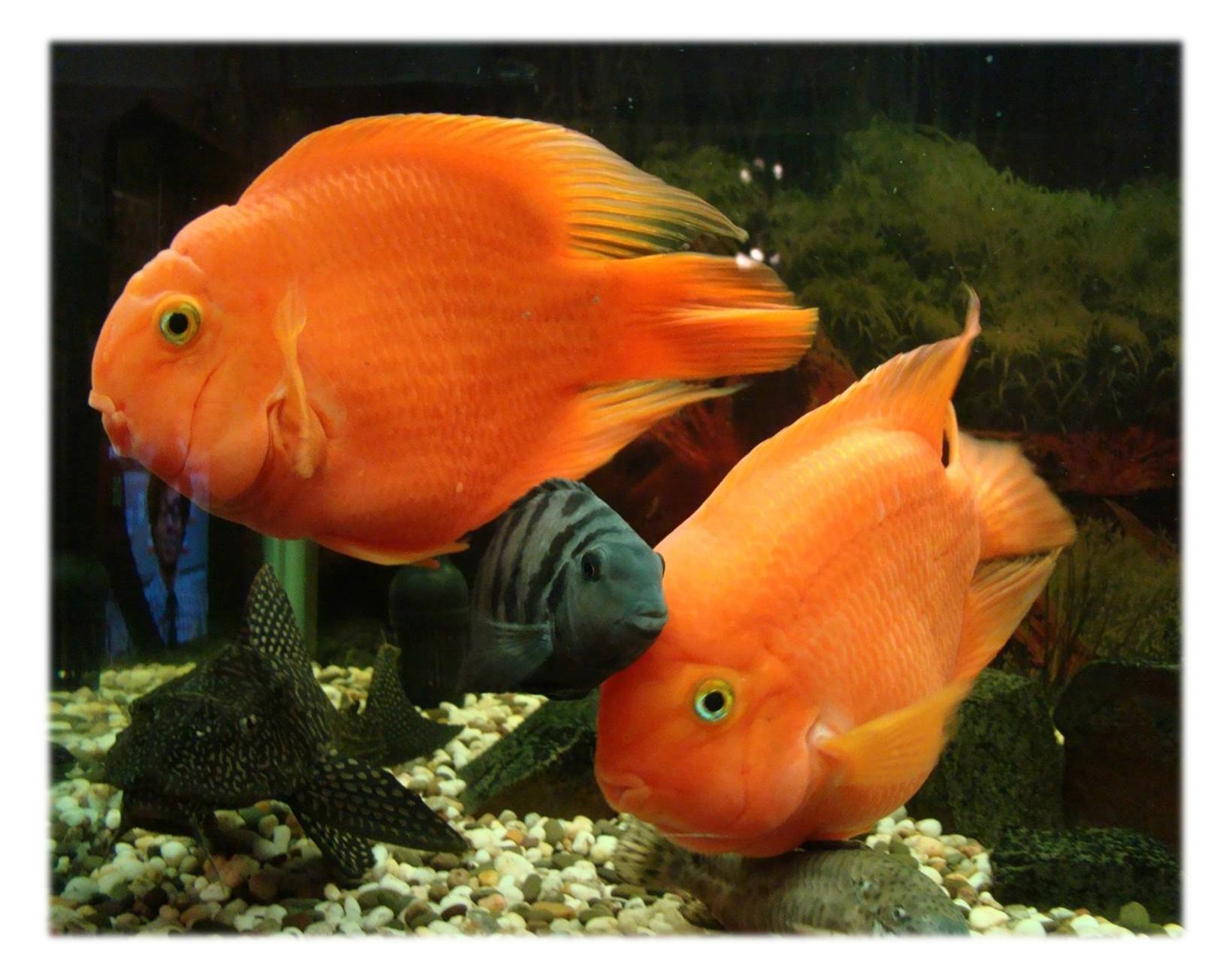 Оранжевая аквариумная рыбка. Цихлида попугай трехгибридный. Цихлиды красный попугай. Цихлида попугай красный. Цихлазома красный попугай.