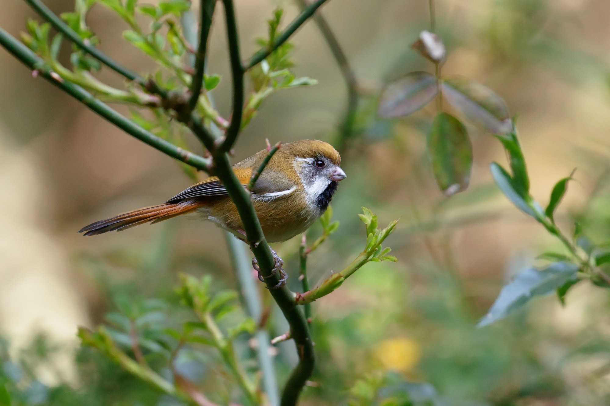 Птица Fulvous Parrotbill