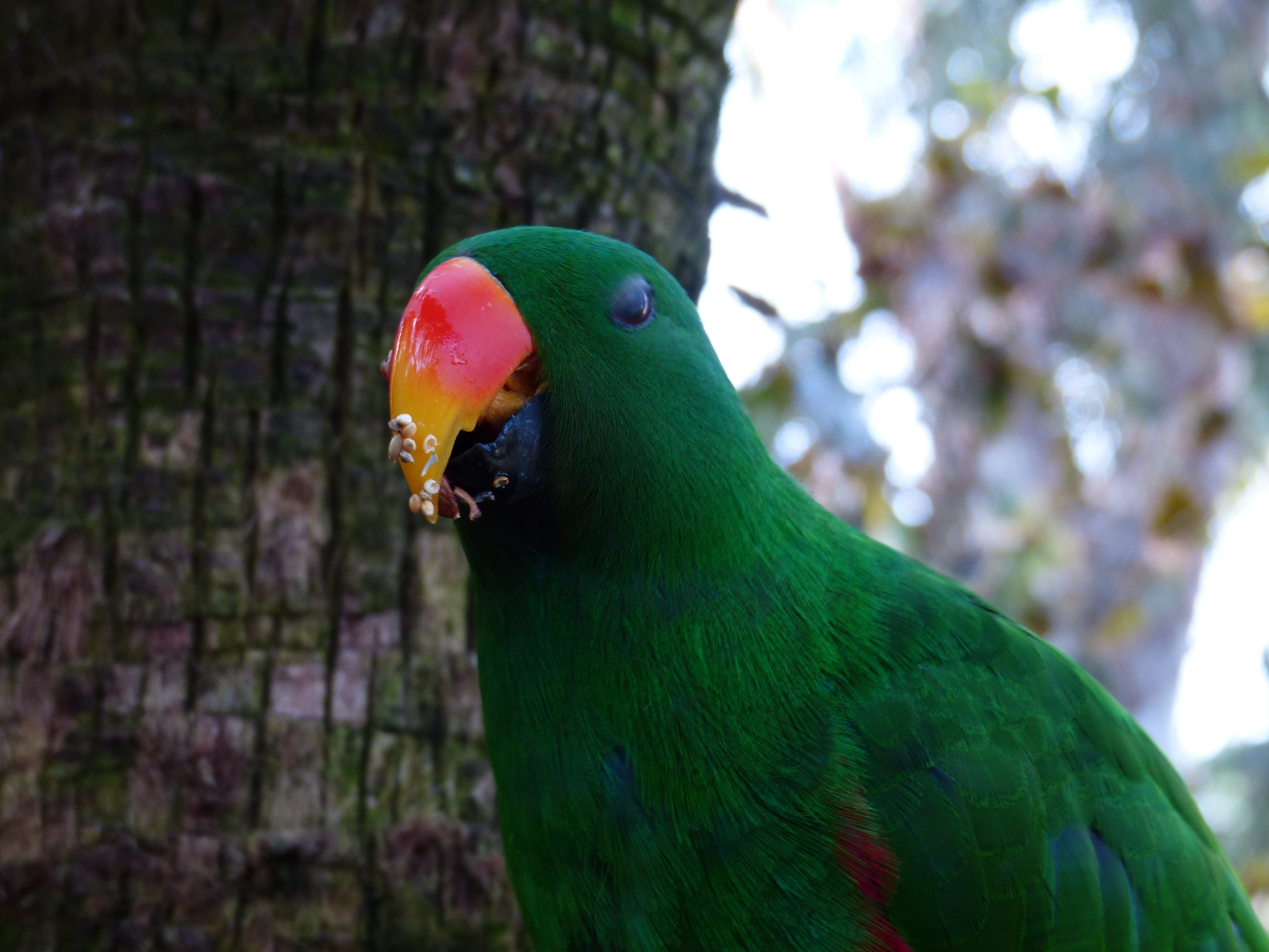Птица с зеленой головой. Эклектус попугай. Красный Эклектус. Эклектус клюв. Эклектус попугай мутация.