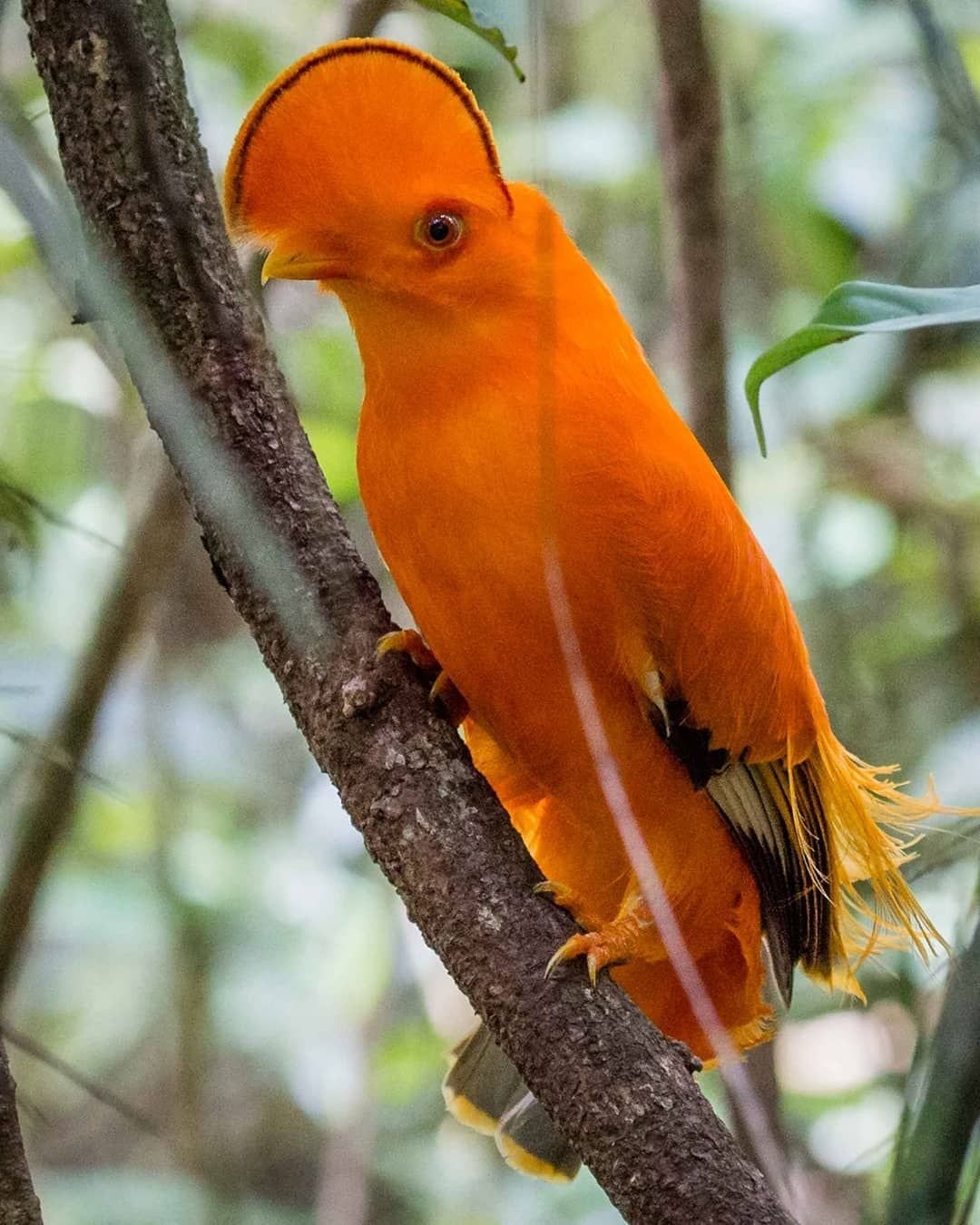 Orange birds. Кенар птица оранжевая. Оранжевая канарейка. Птица рыжая Тайланд. Птица с оранжевым хохолком.