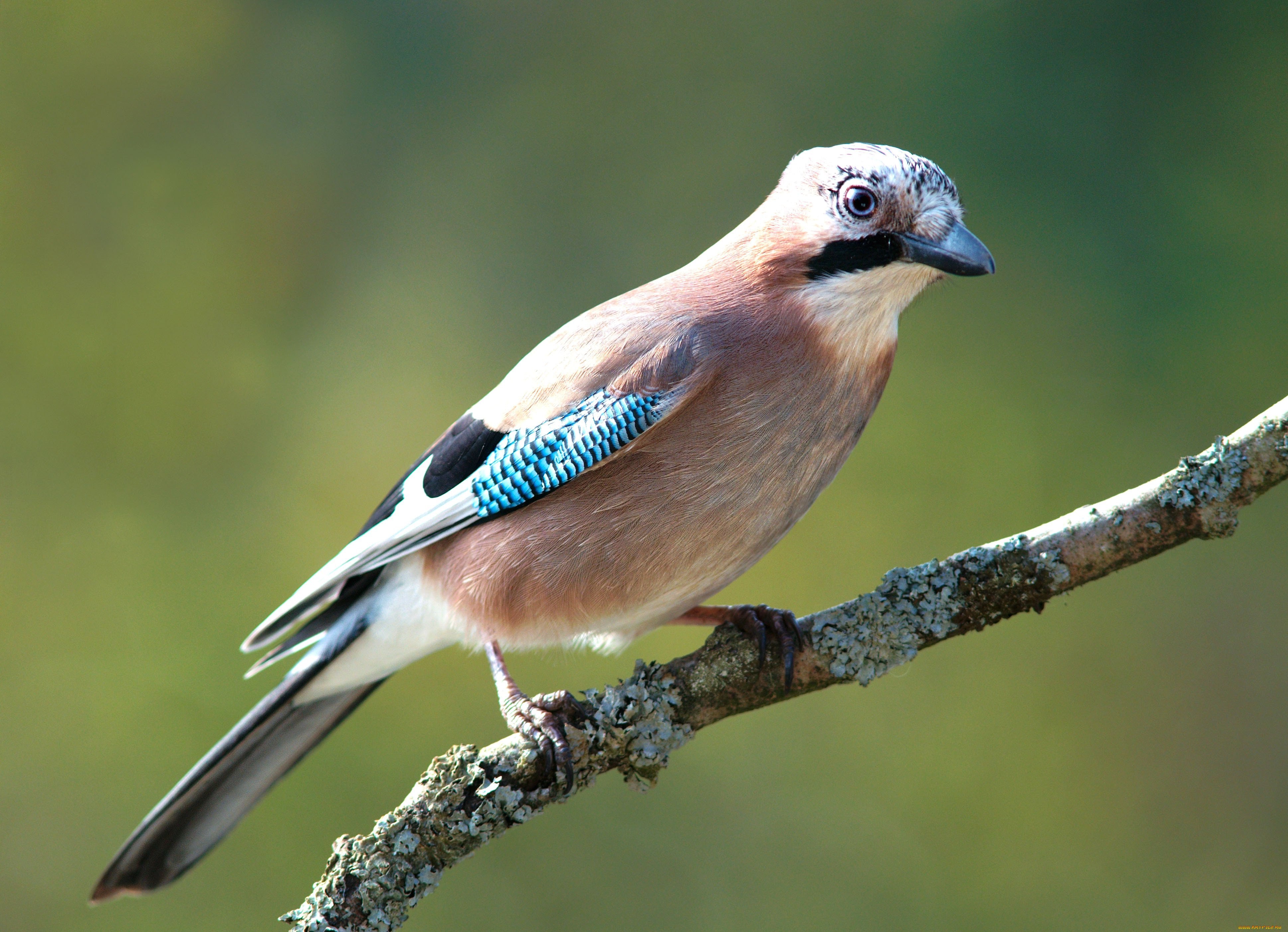 Сойка garrulus glandarius