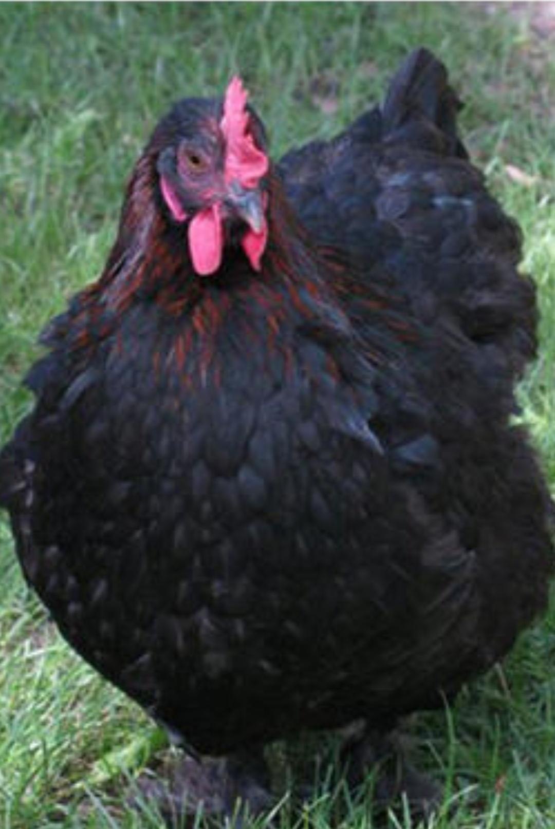 Курица черная серебристая. Куры породы Маран. Куры несушки Маран. Цыплята Маран. Цыплята породы Маран.