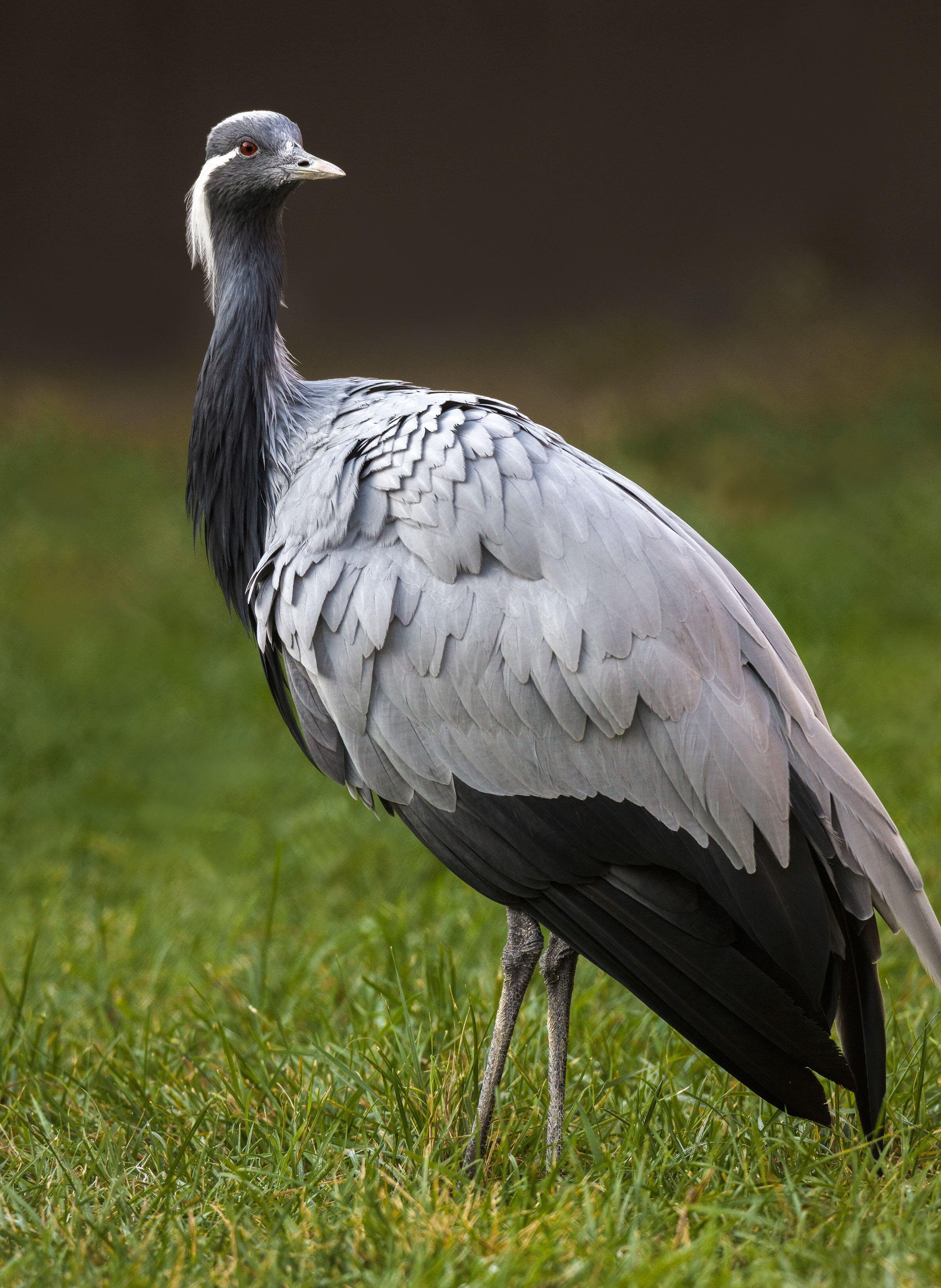 Large birds