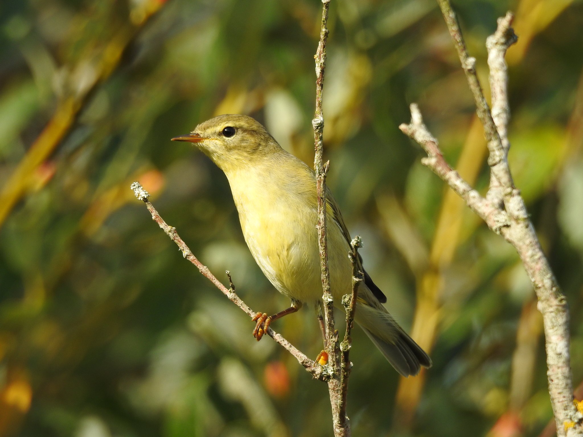 Phylloscopus occipitalis