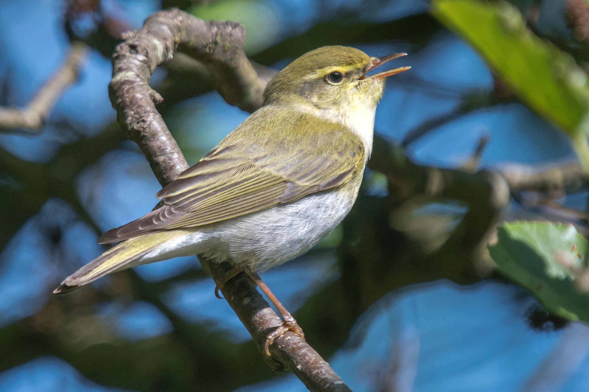 Зелёнокрылая пеночка (Phylloscopus occipitalis)