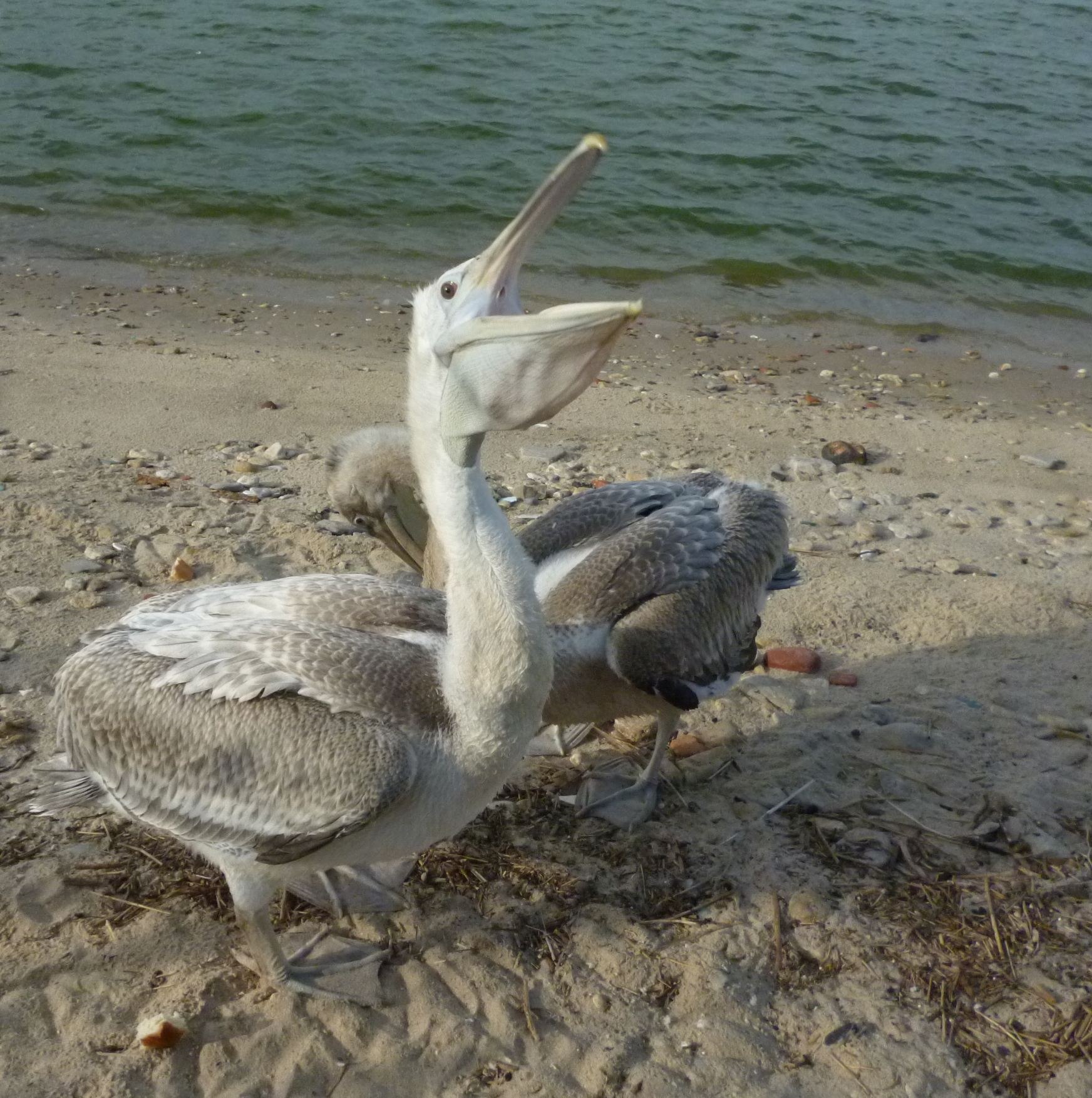Пеликаны на Азовском море