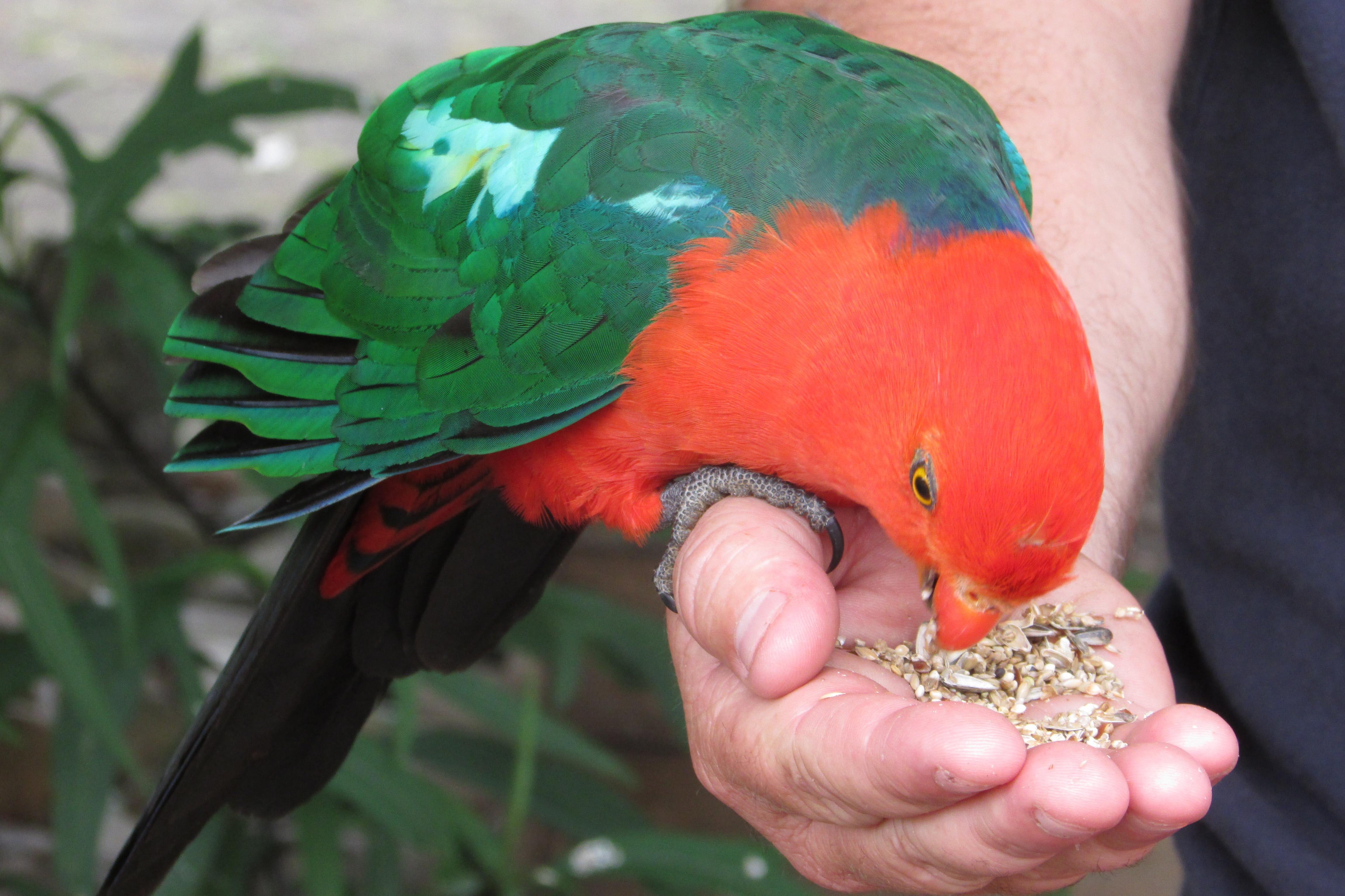 Чем питается попугай. Что едят попугаи. King Parrot. Что едят попугаи в домашних условиях. Feed Parrot.