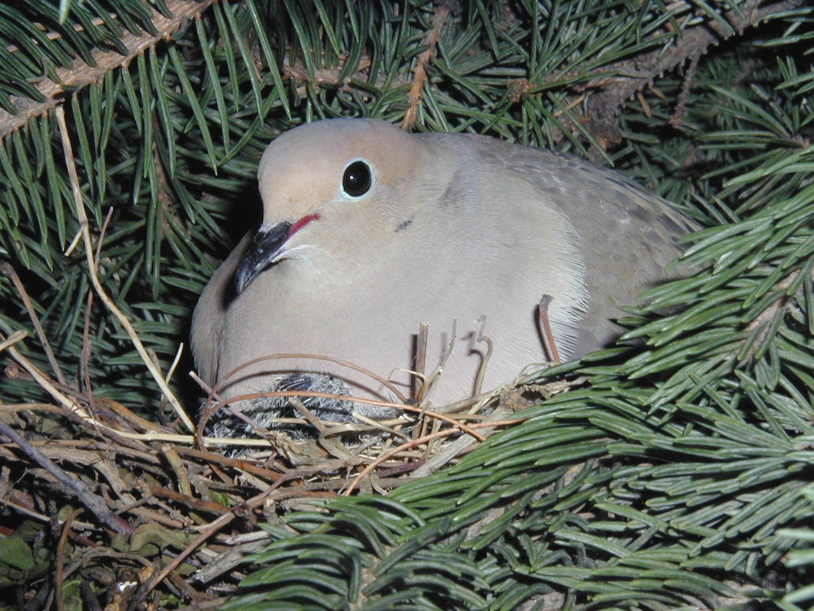 Птенцы лесных голубей фото