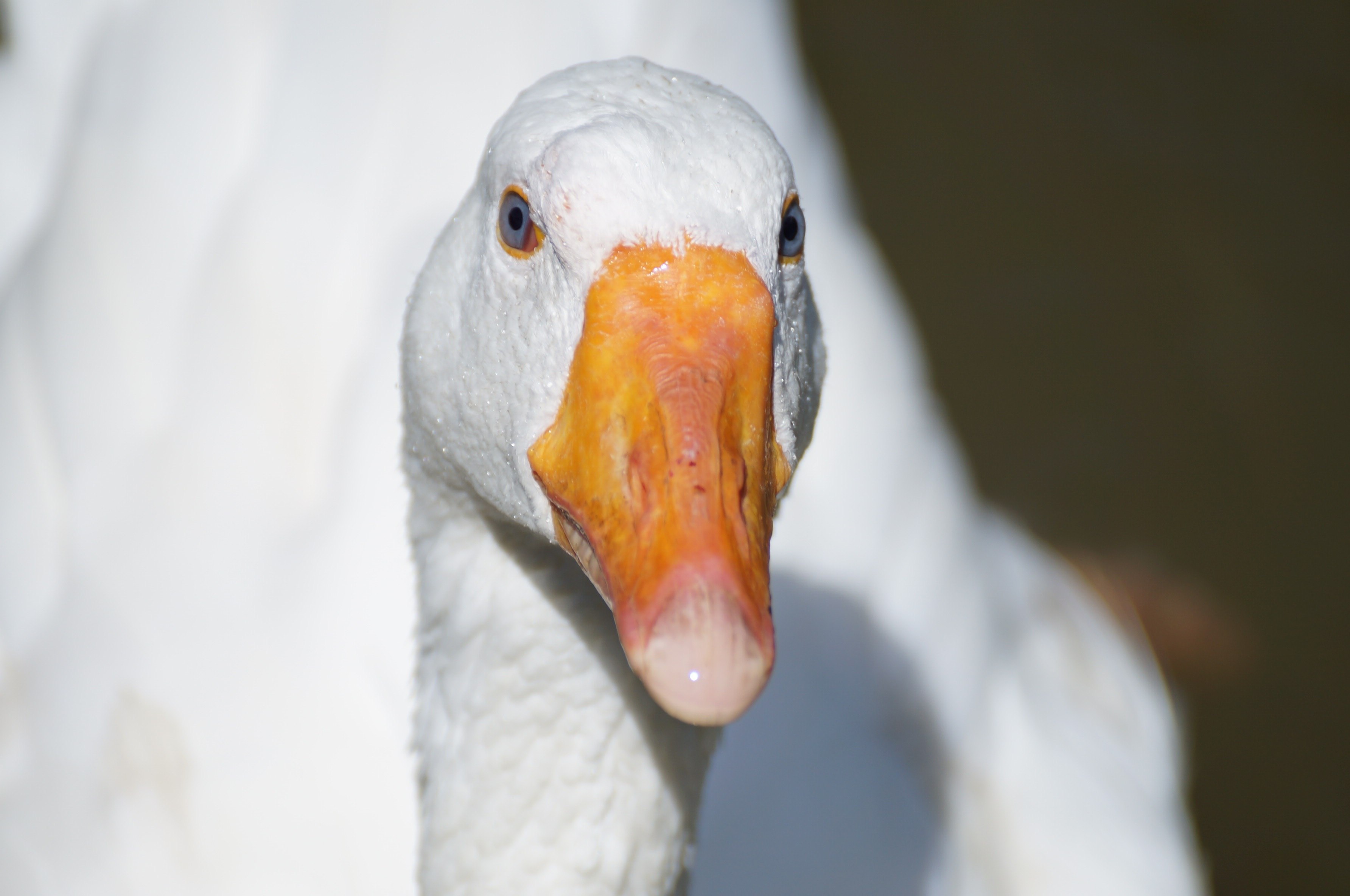 Duck duck goose. Клюв гусака и Гусыни. Голова гуся. Злой Гусь.