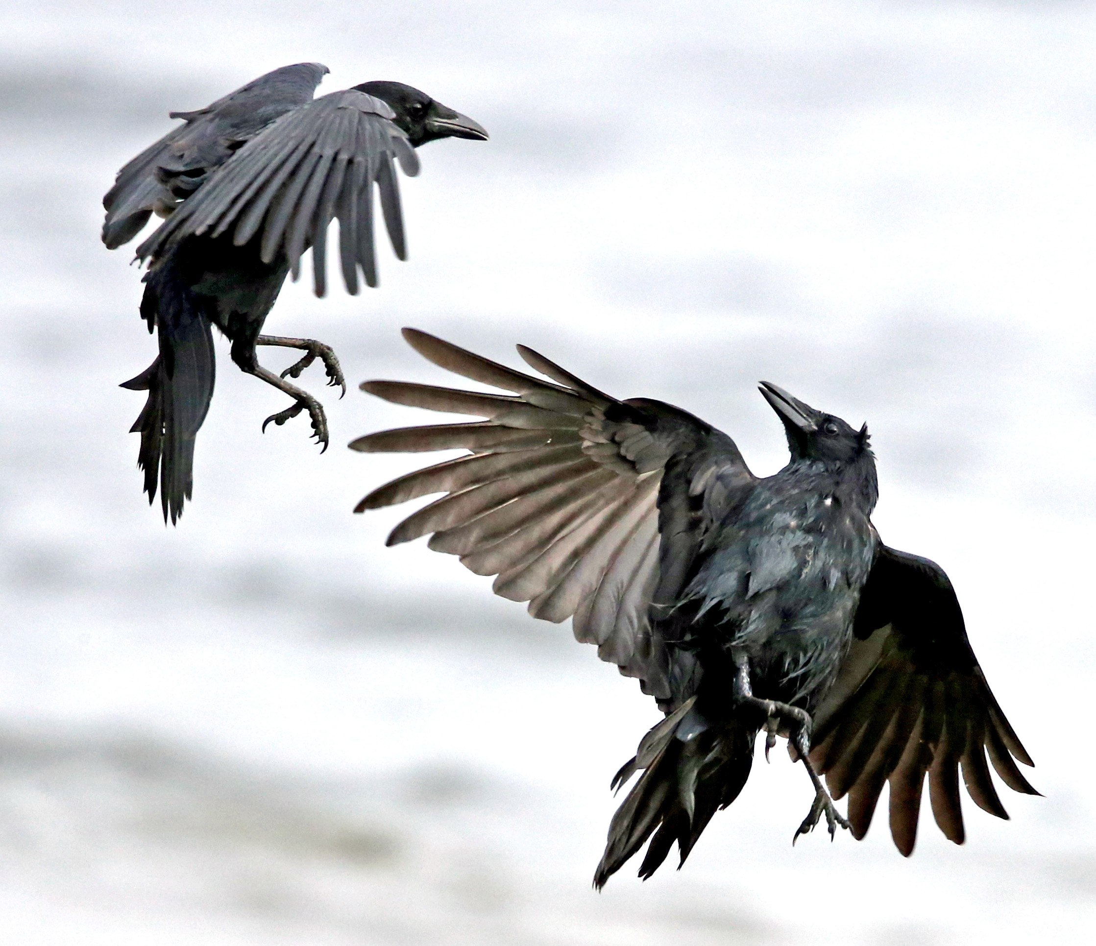фото черного ворона в полете