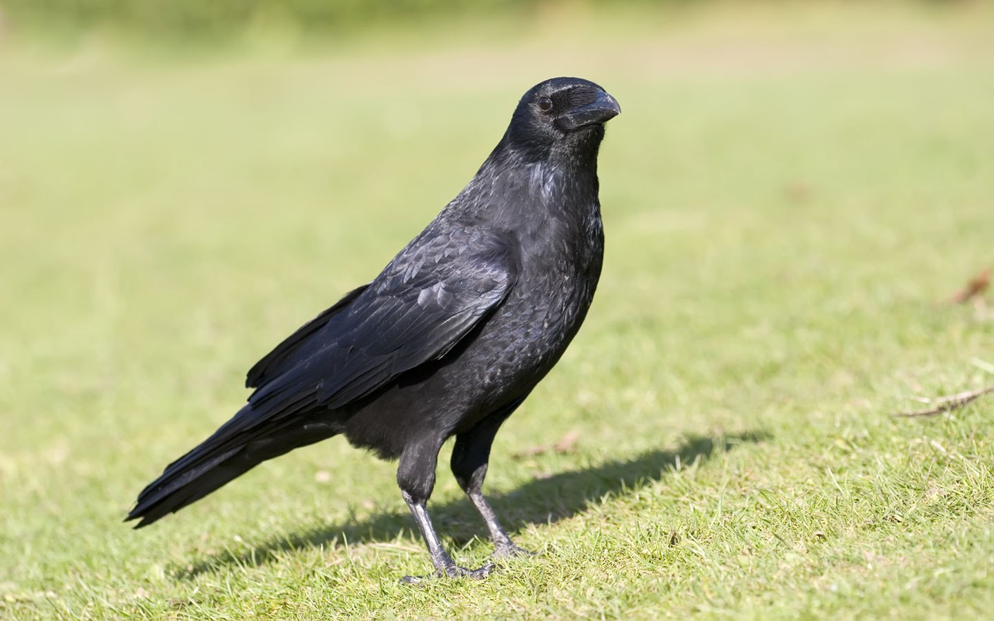 Crow finding. Канаттуулар. Карга. Черная карга. Карга расми.