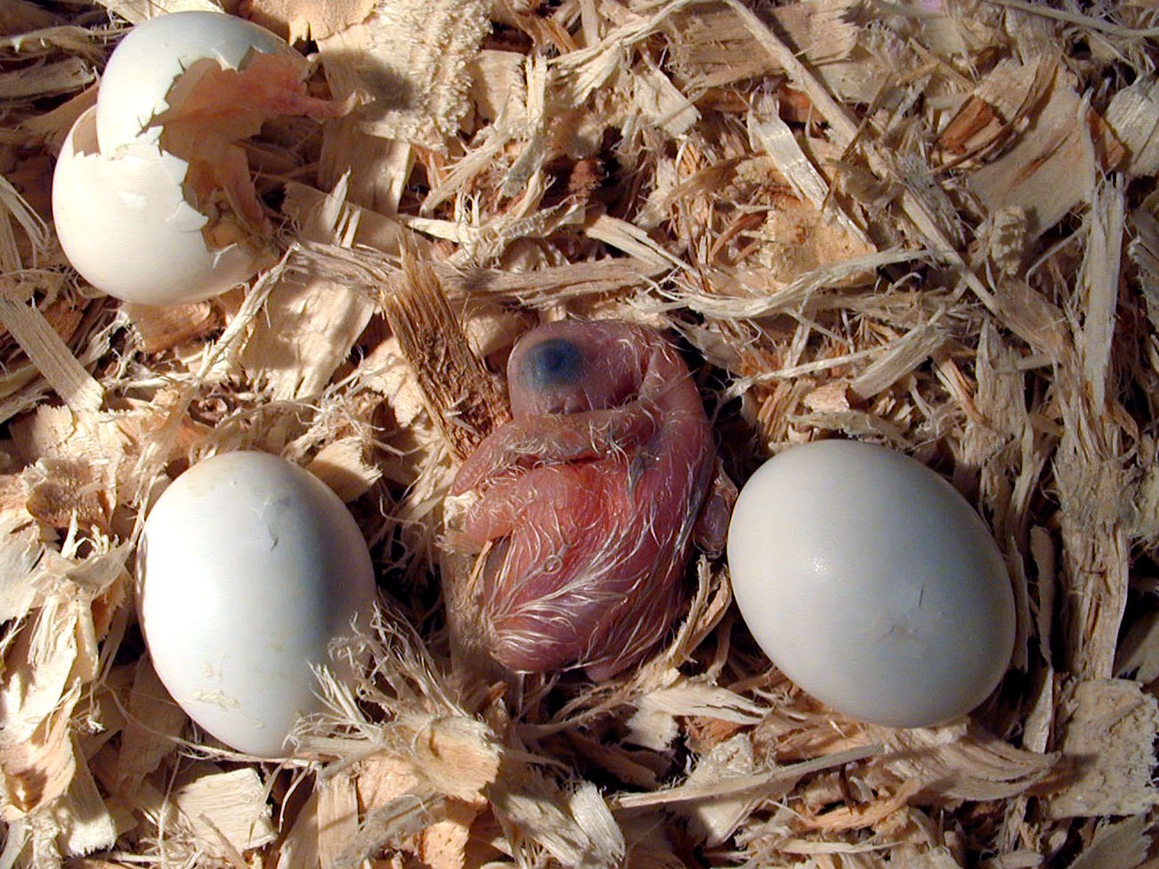 Какие яйца у голубей фото