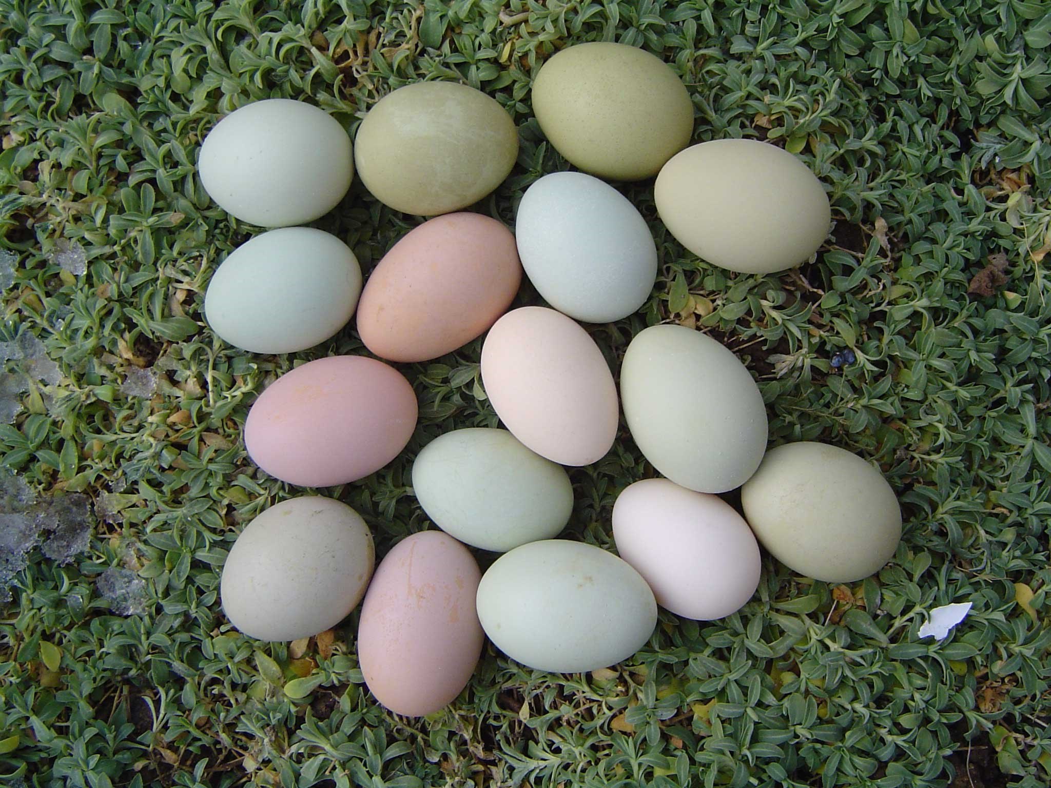 Розовое яйцо порода