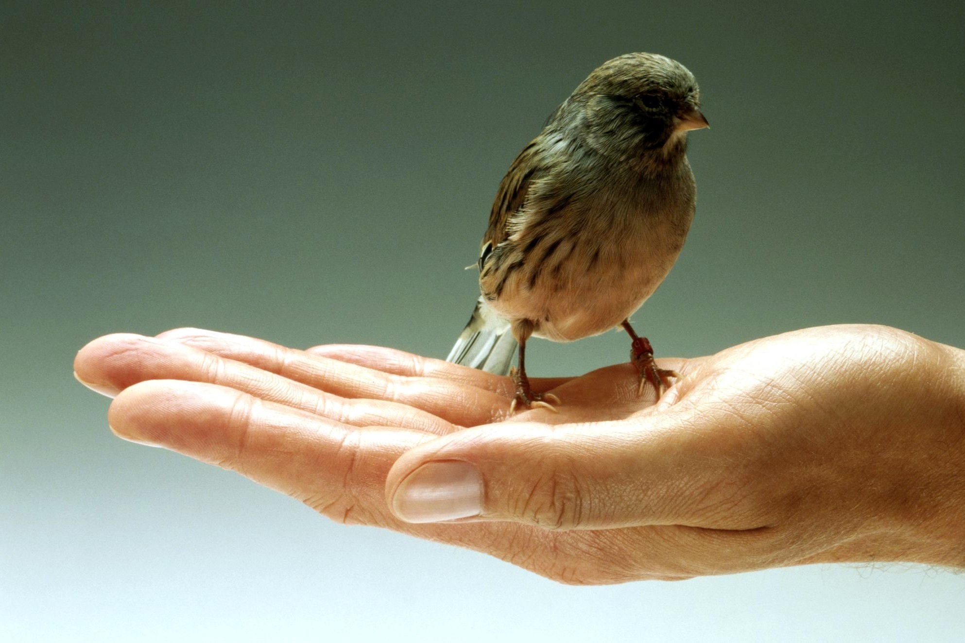 Какую птичку просила. Птица на руке. Птица на ладони. Птица ру. Птица на пальце.