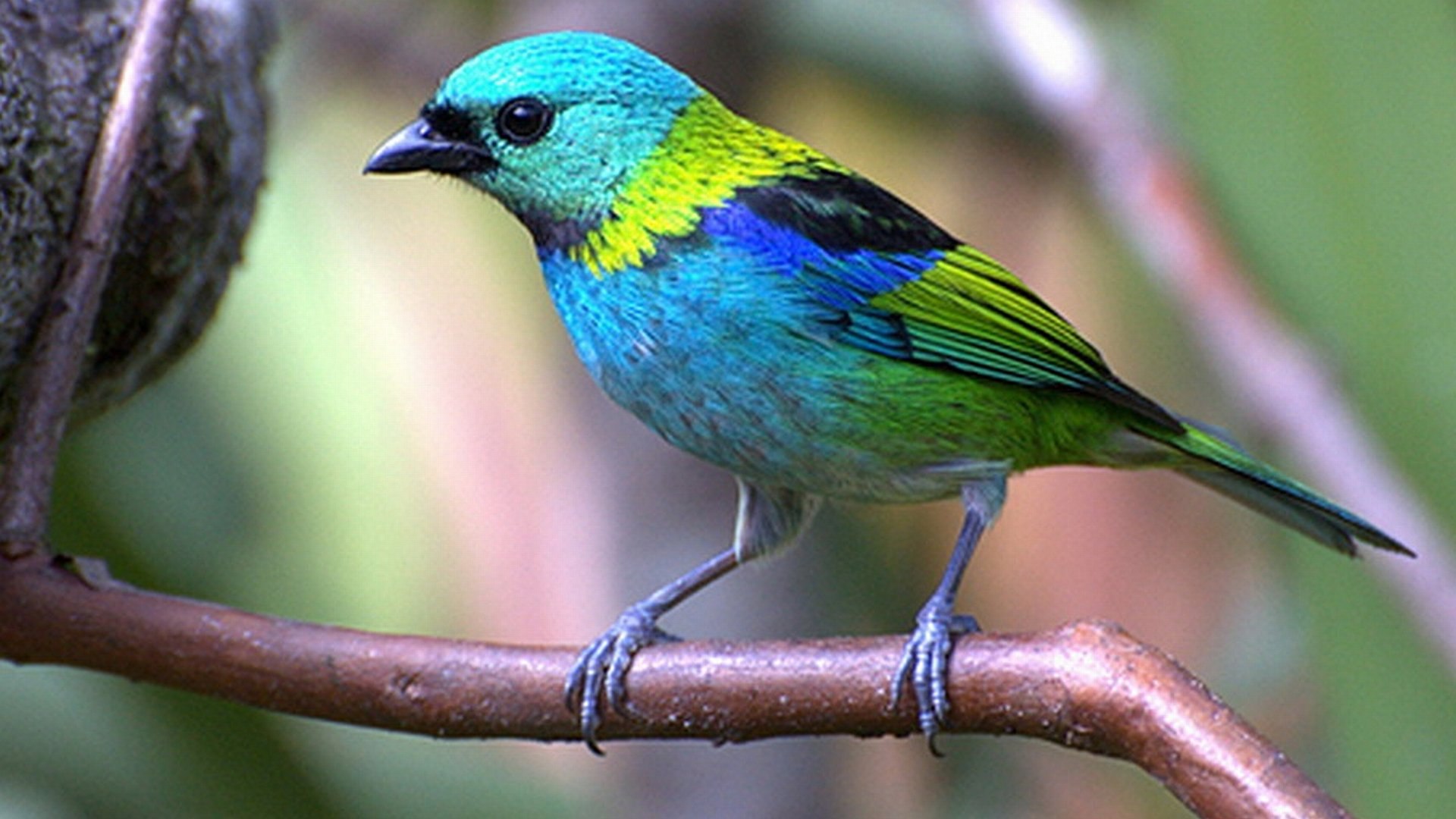 птички зеленого цвета фото названия