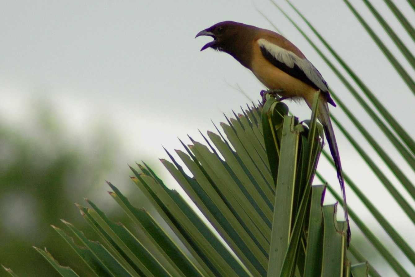 Rufous Treepie