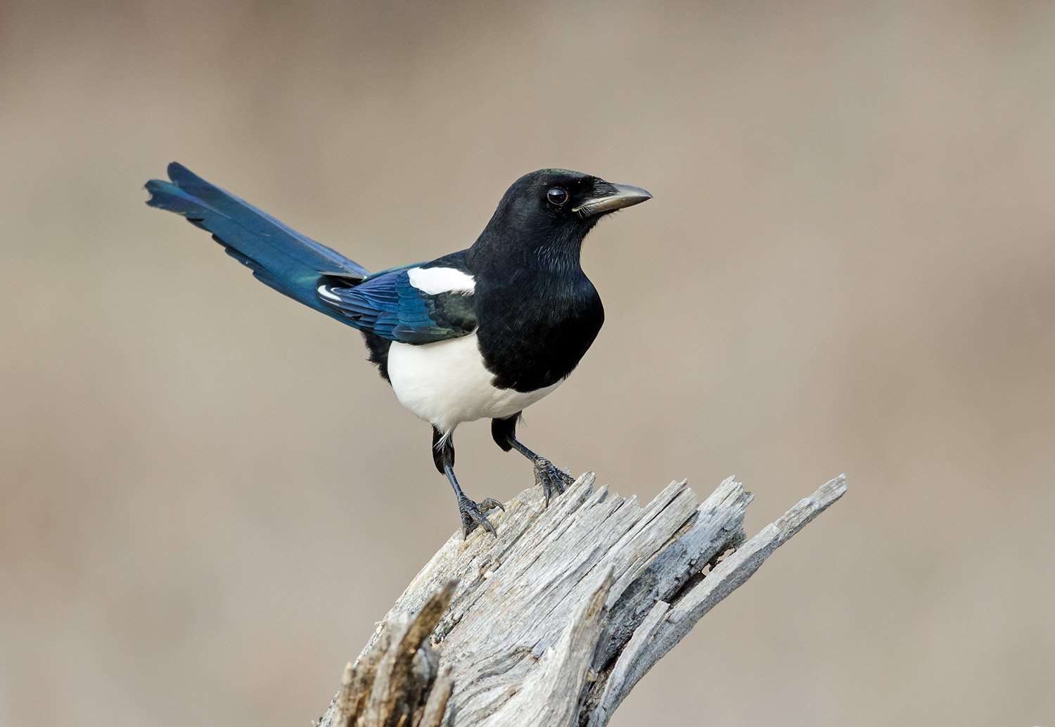 Eurasian Magpie mating