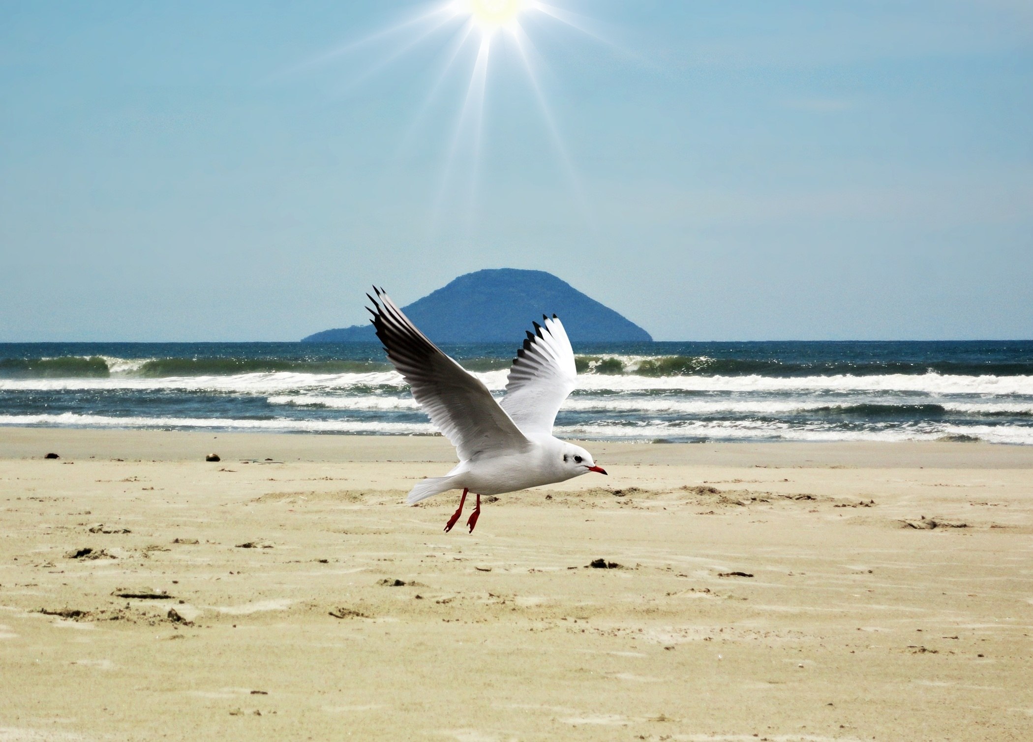 Береговая чайка. Чайка на море. Птицы над морем. Чайки на берегу моря. Море солнце Чайки пляж.