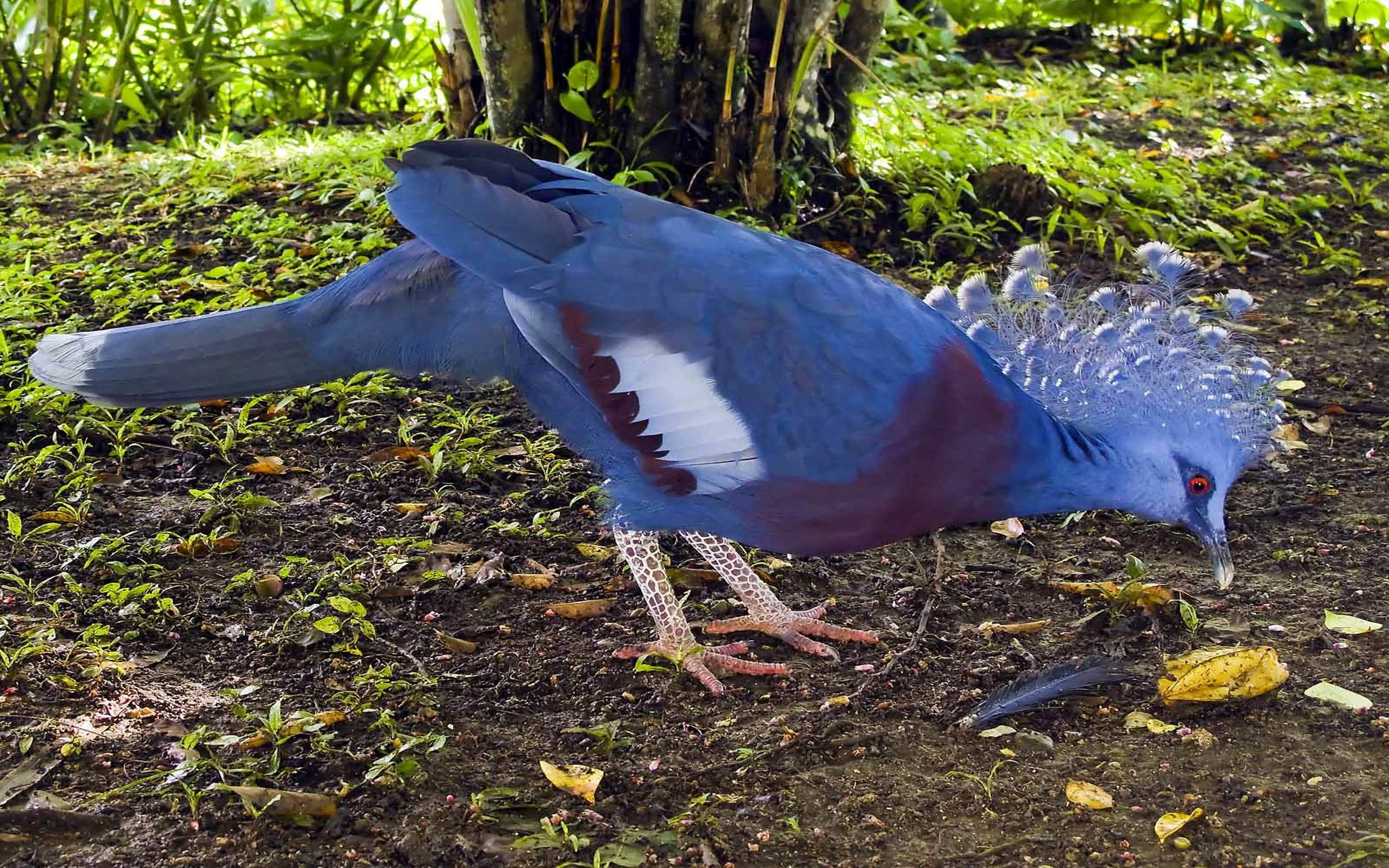 Птица из новой гвинеи 6 букв. Веероносный венценосный голубь. Веероносный голубь (Goura Victoria).