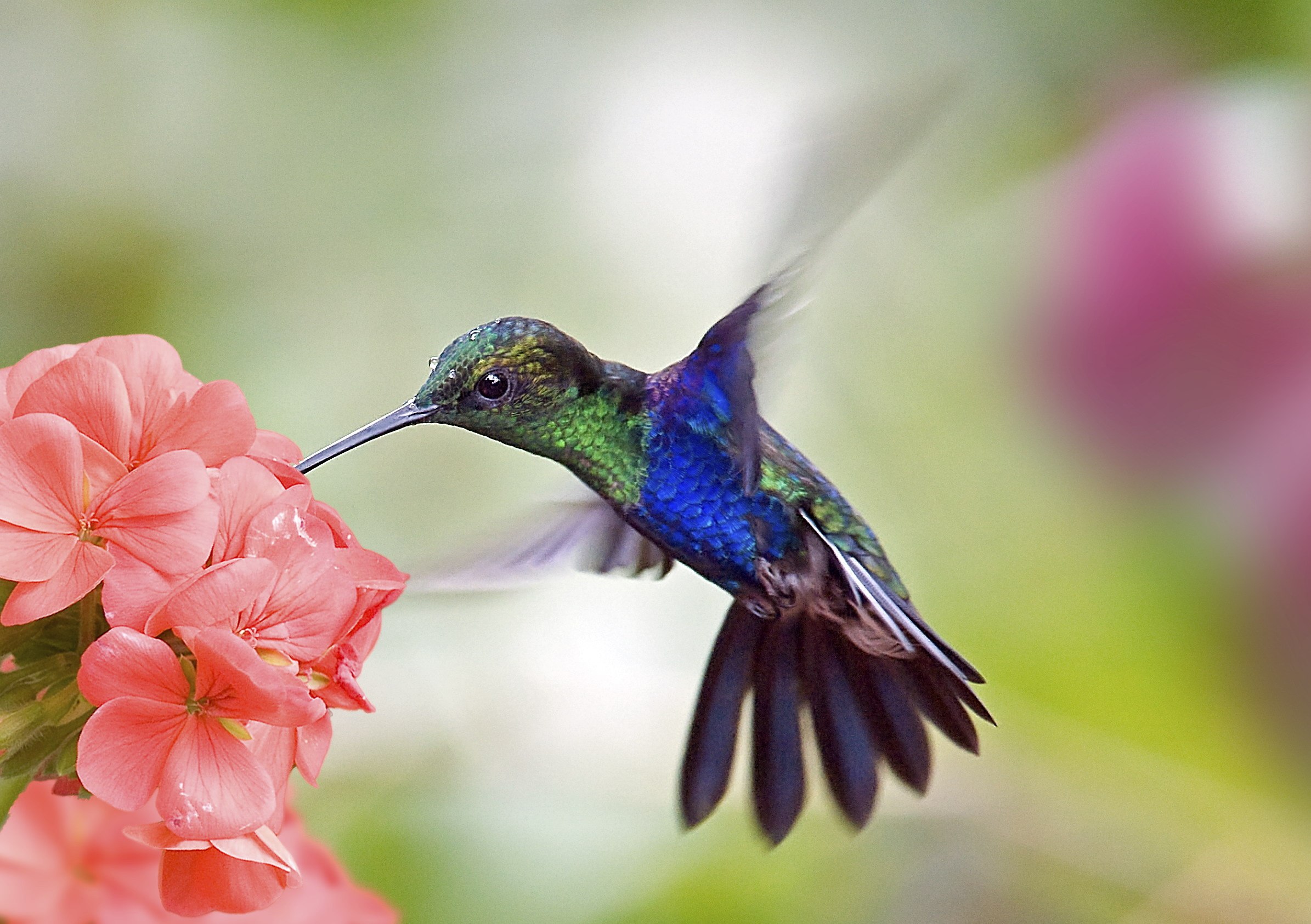 Красивые птицы в цветах фото