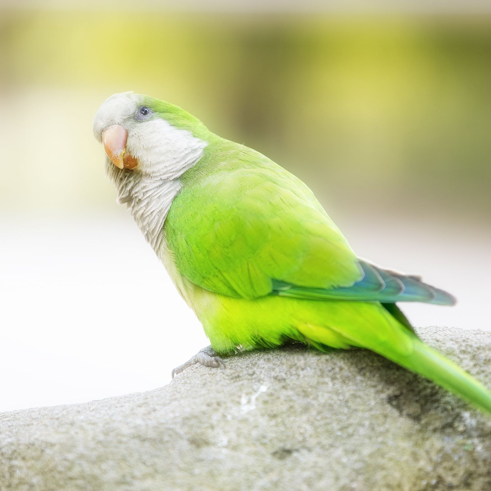 Quaker Parrot фото