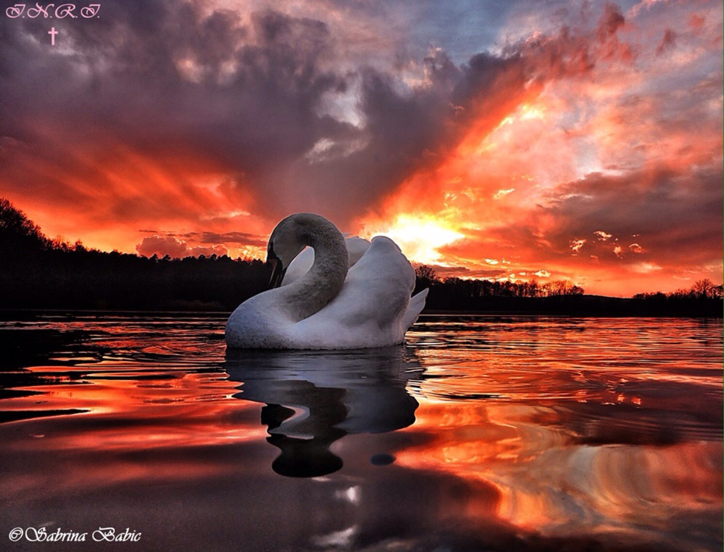 Луна лебединая. Лебеди на закате. Красивые лебеди. Одинокий лебедь. Лебеди на озере.
