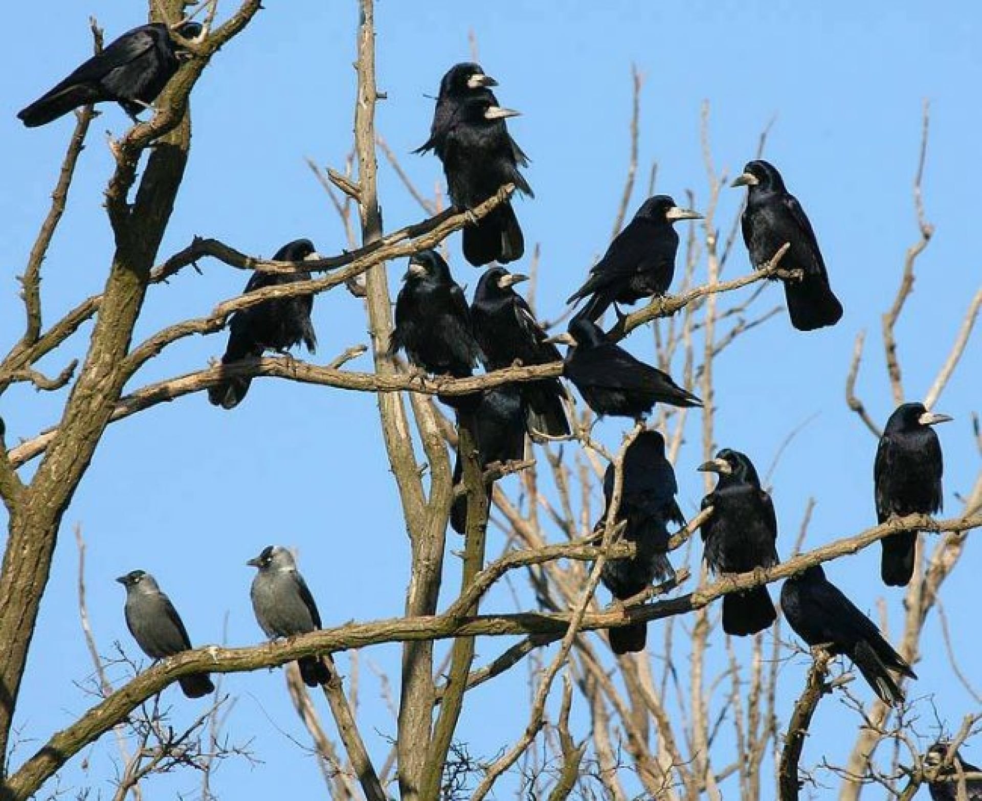 Вороны живут стаями. Грач Перелетная птица. Стая грачей. Вороны на дереве. Много грачей.