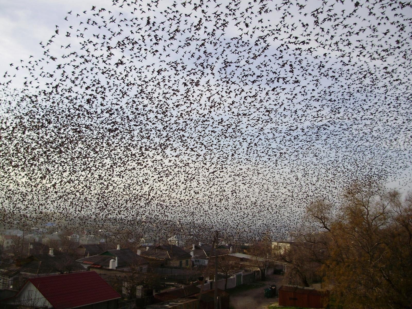 Нашествие воронов. Стая грачей. Стая птиц в городе. Стая ворон. Много грачей в небе.