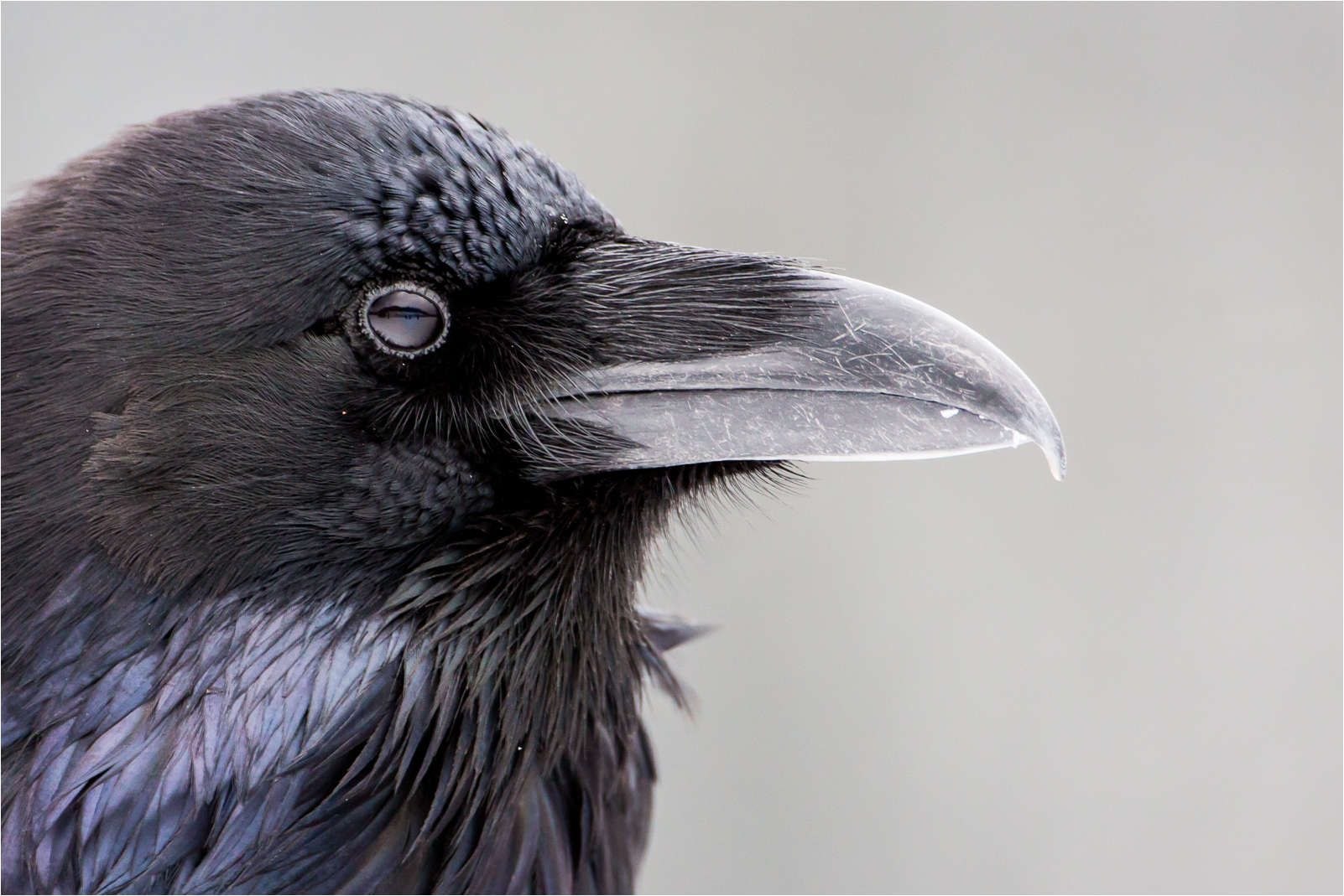 Crow с английского. Ворона. Ворон. Клюв ворона. Ворон в профиль.