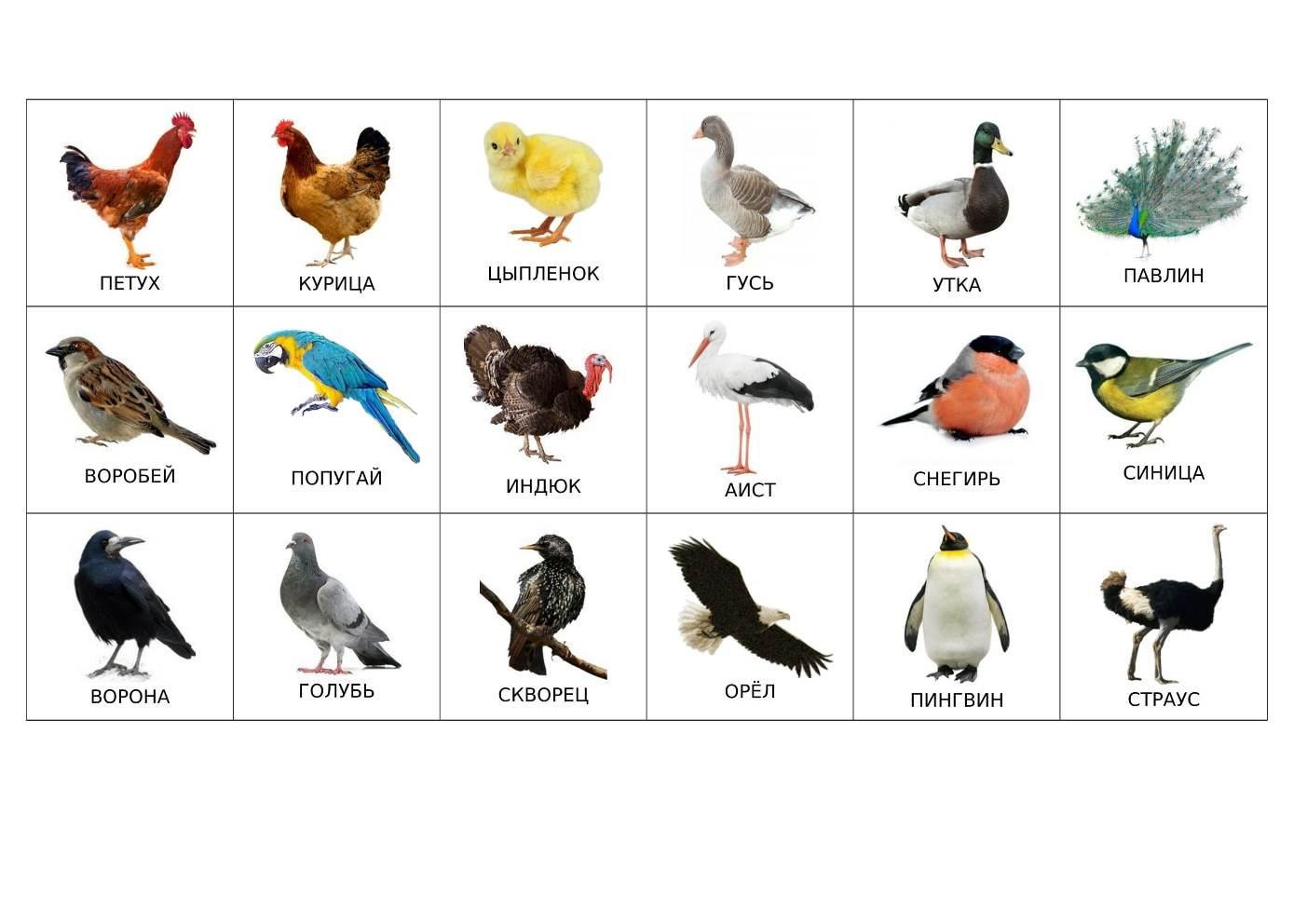 птицы картинки для детей дошкольного возраста