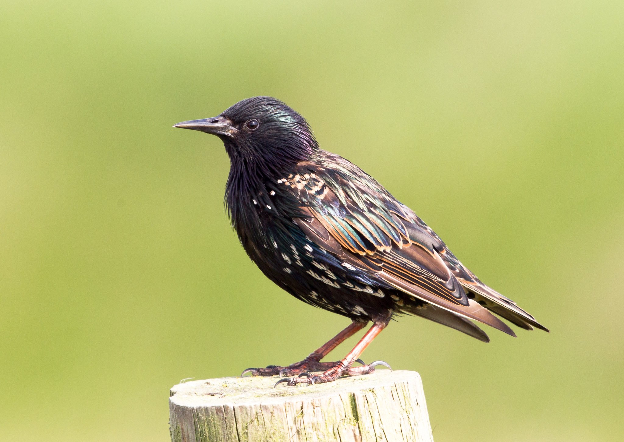 Шпак скворец. Дрозд обыкновенный скворец. Камбоджийский скворец (Sturnus burmannicus). Обыкновенный скворец Шпак.