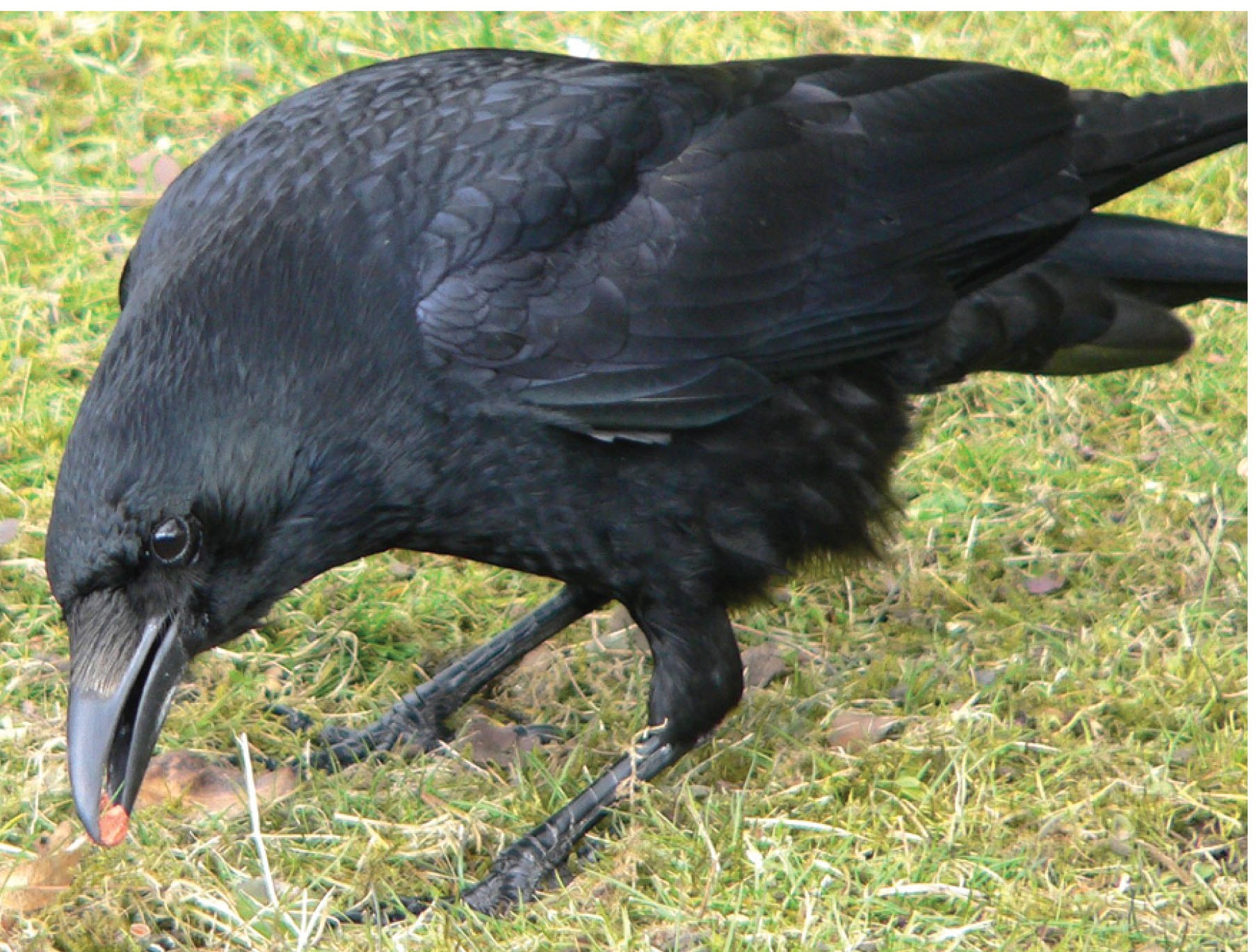 Эти легкие похожи на мой черный. Самка ворона. Ворон самка и самец. Скальный ворон Крымский. Большой черный ворон.