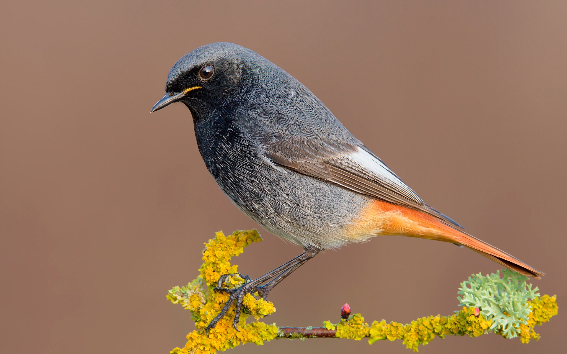 Маленькая темная птичка с оранжевым хвостом фото