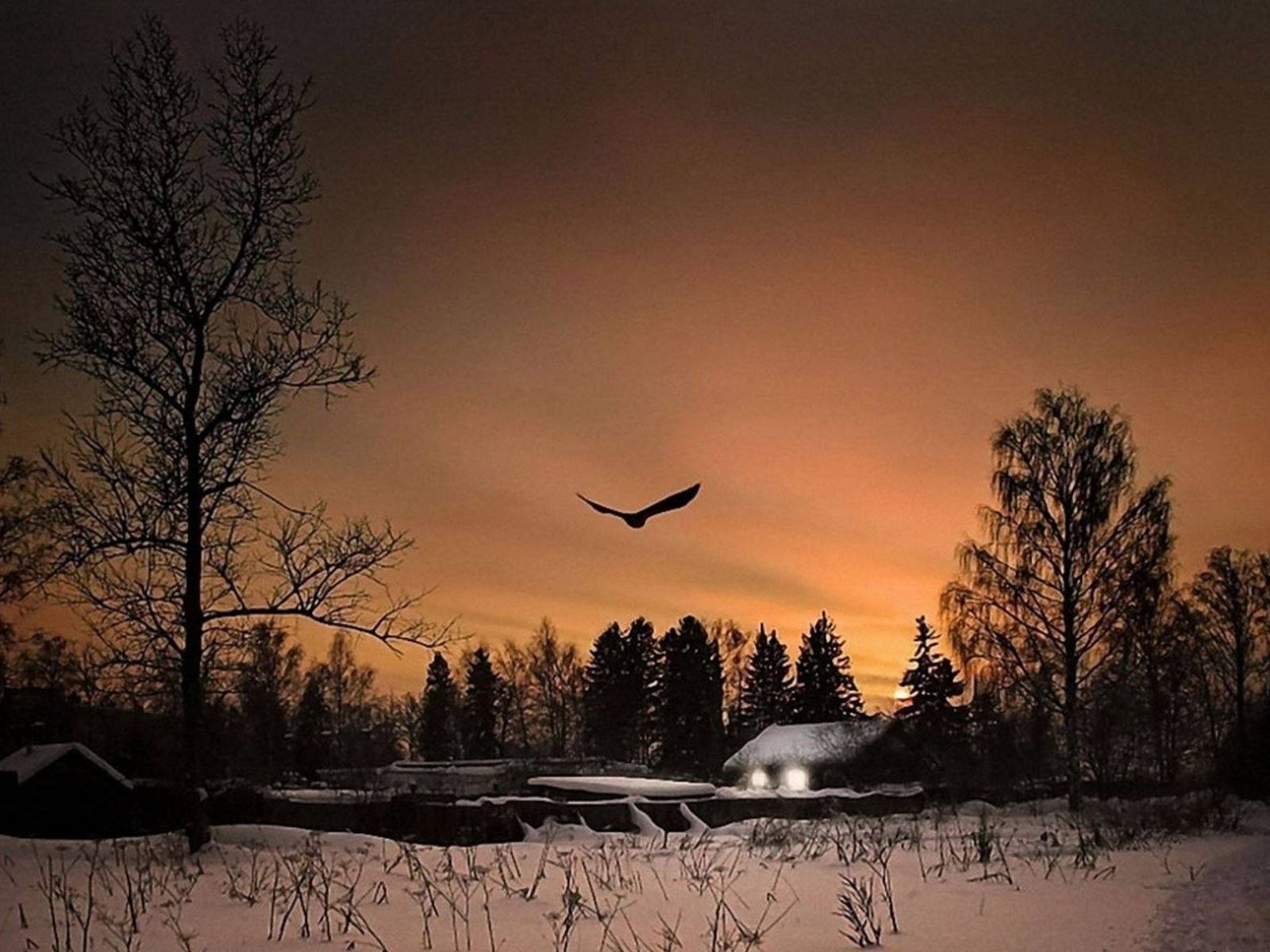 Поздний зимний вечер. Птицы над лесом. Птицы в небе зимой. Зимний вечер. Птицы над деревней.