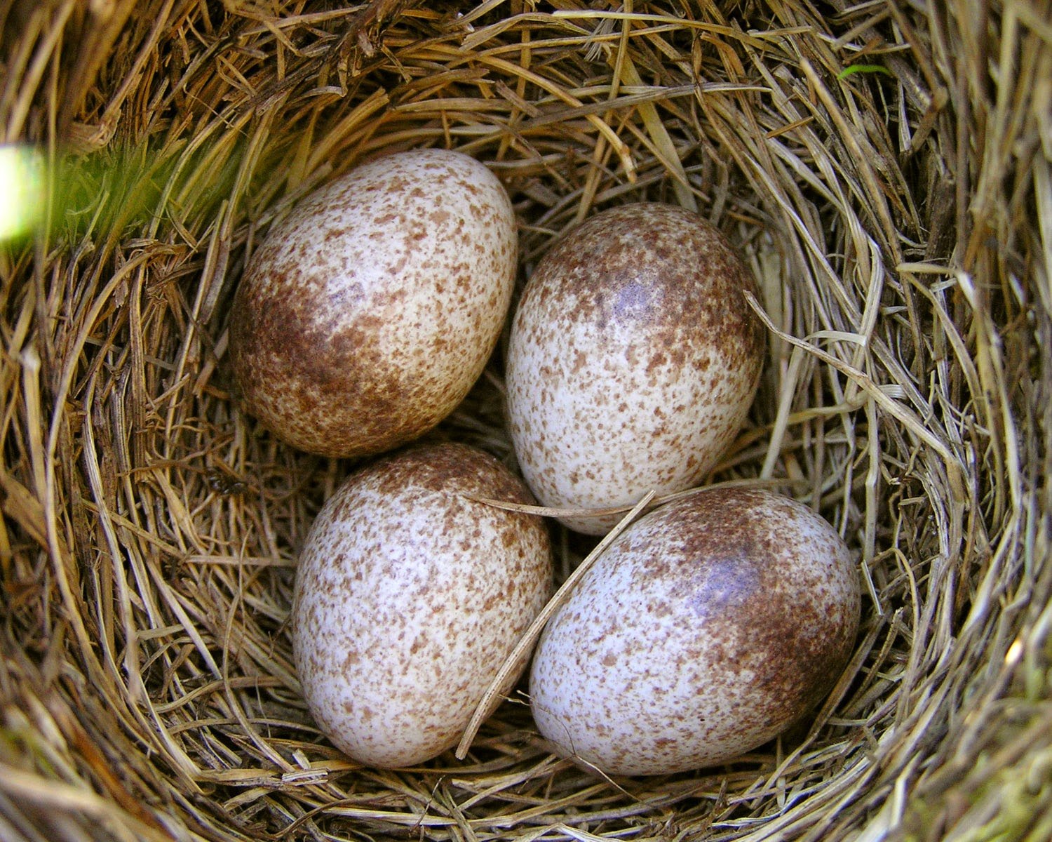 Яйца жаворонка полевого фото