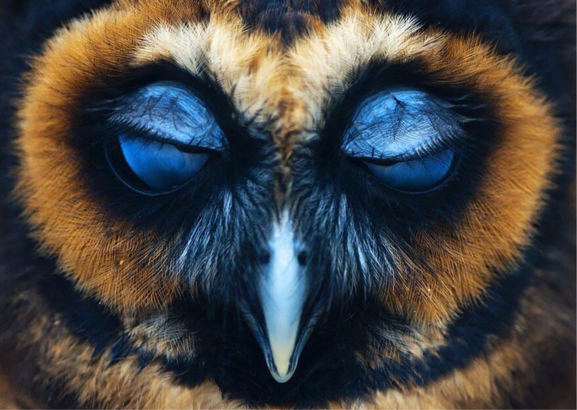 Глазки птички. Глаза Совы. Глаза животных. Глаз птицы. Филин глаза.