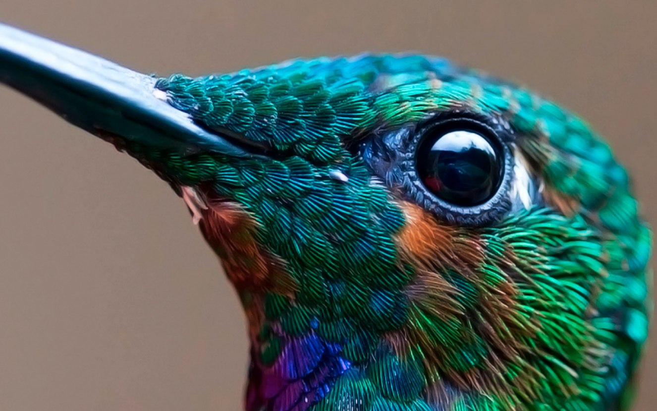 Птичьи глазки. Орлиный Колибри. Глаз Колибри. Зрение птиц. Цветовое зрение птиц.