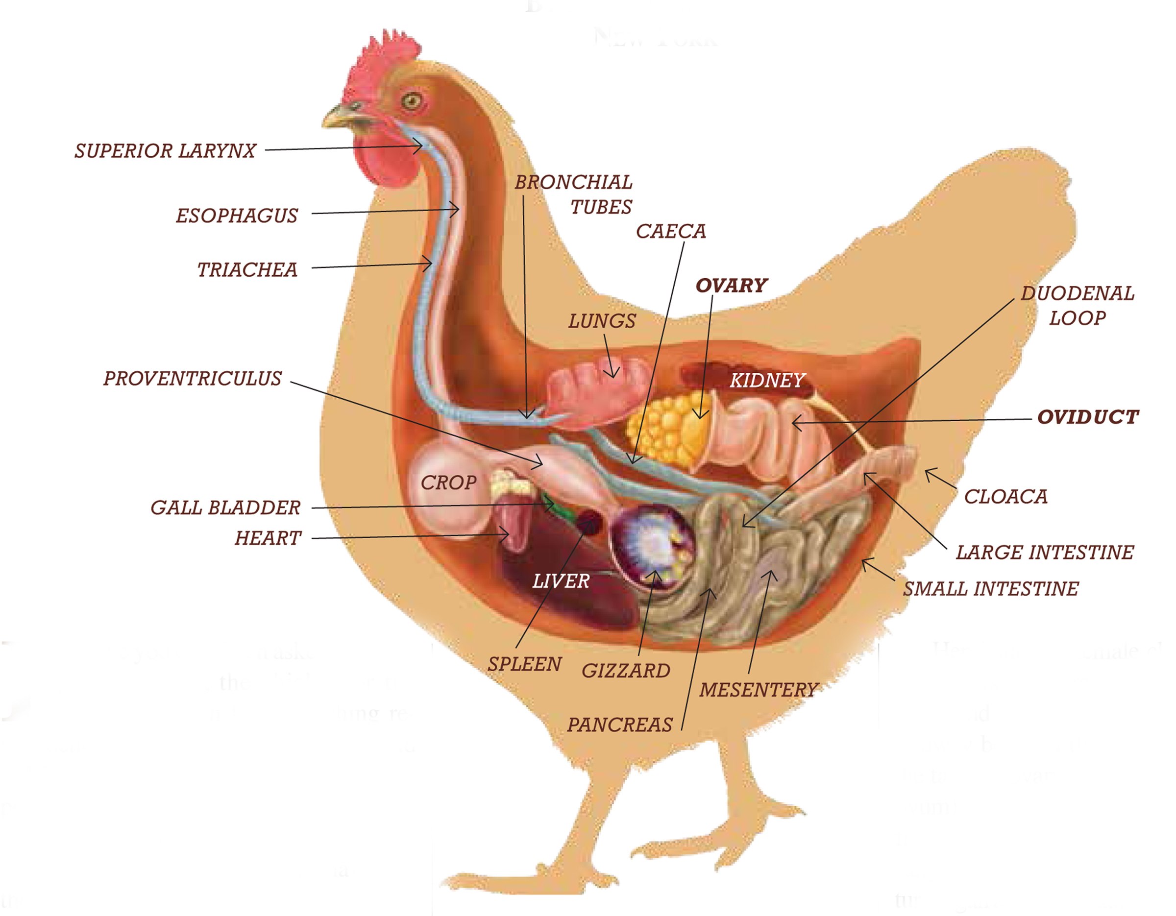 Где сидели птицы. Строение органокурицы. Внутреннее строение бройлера. Строение курицы внутренние органы. Пищеварительная система курицы анатомия.