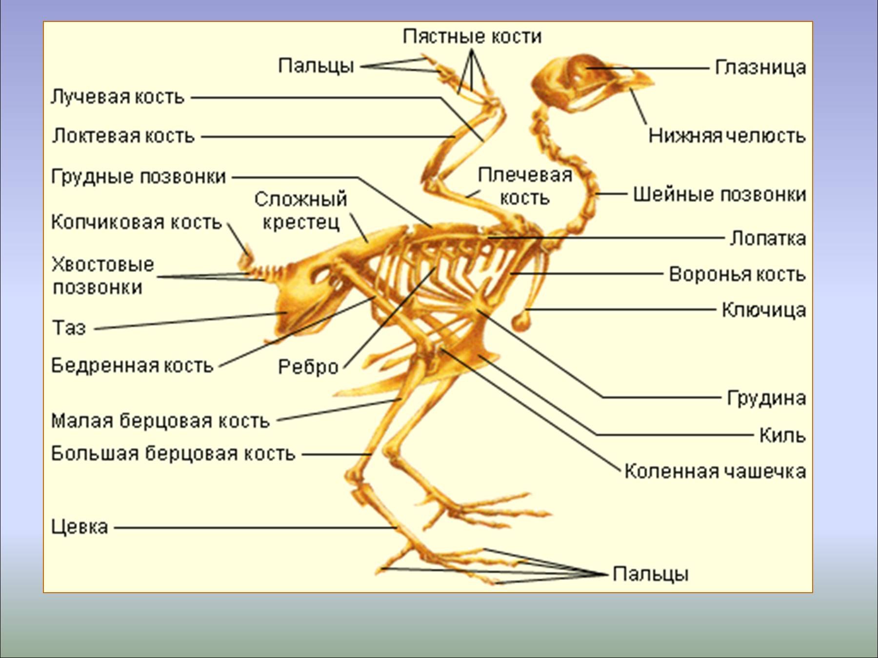 Строение скелета птицы 7 класс биология