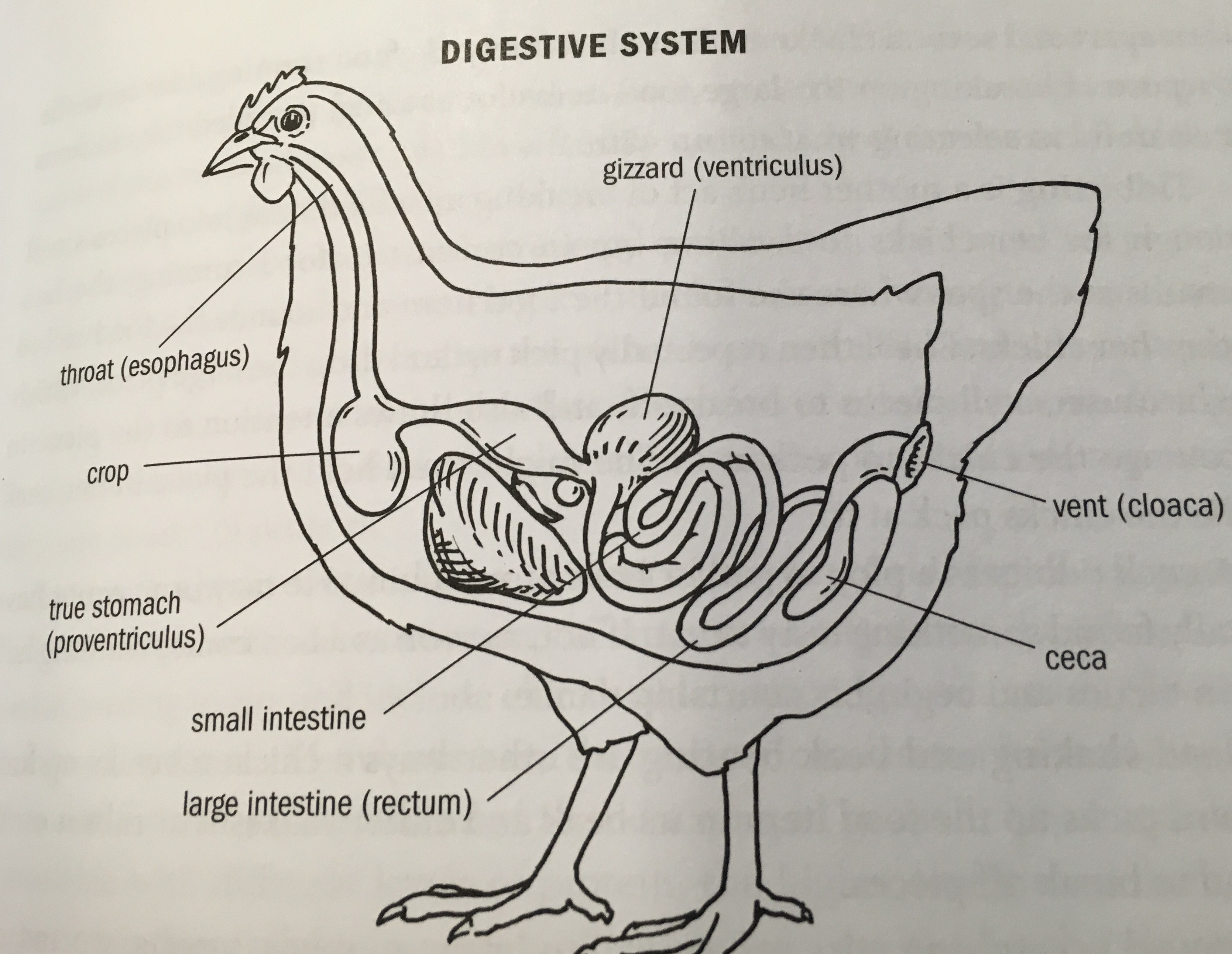 Строение органов размножения птиц. Строение пищеварительной системы птиц. Пищеварительная система курицы анатомия. Строение курицы органы зоб. Органы пищеварительной системы птицы курицы.