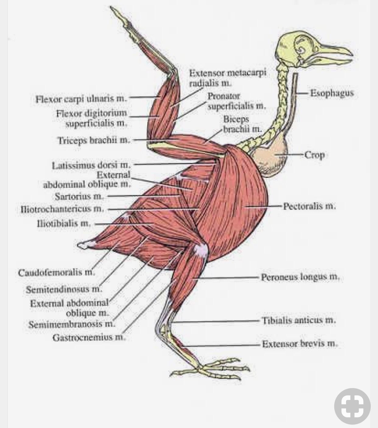 Особенности расположения строения и работы мышц птиц. Мышечное строение птицы. Костно мышечная система птиц. Мышцы птицы анатомия. Строение мышц крыла птицы.